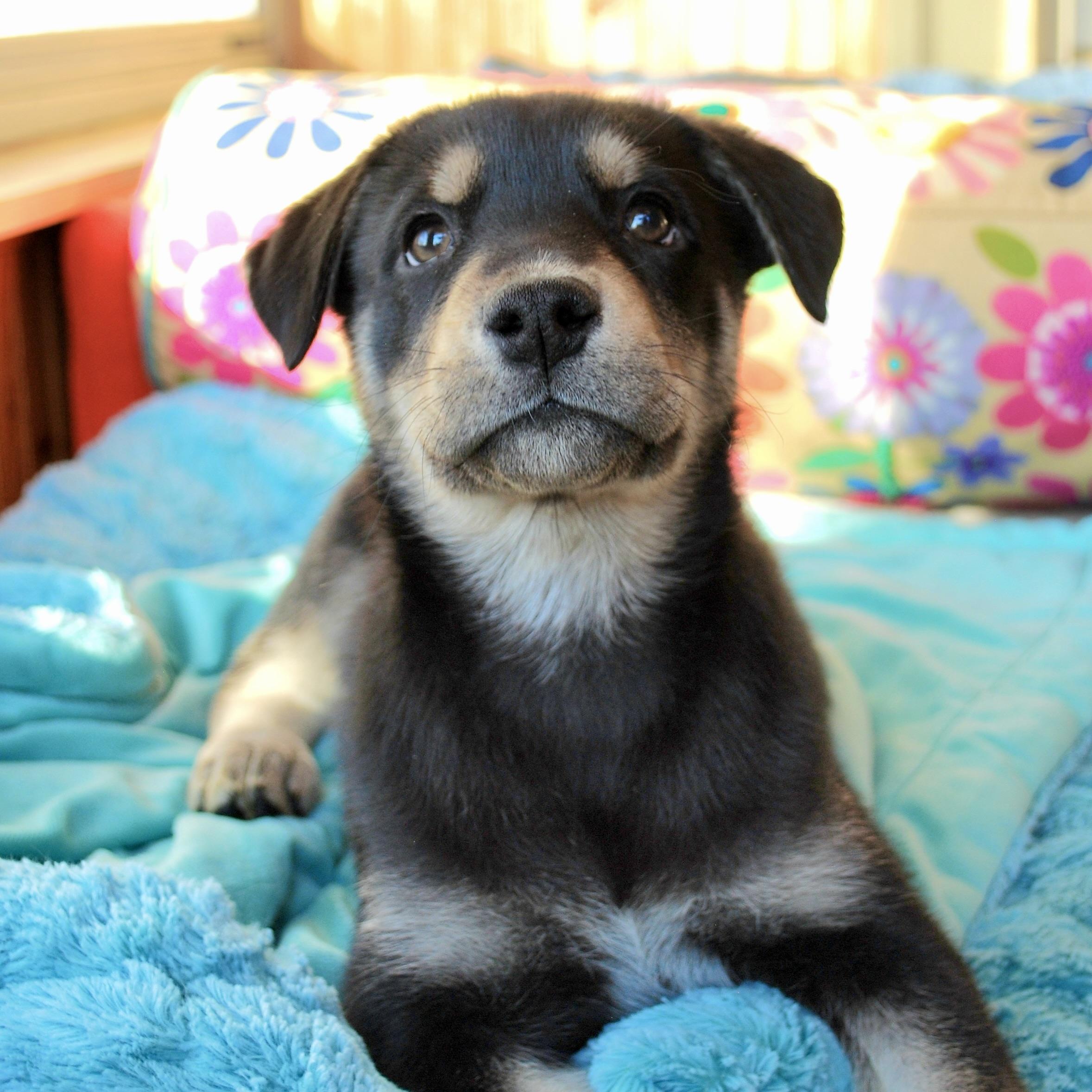 Amelia Erhart, ADOPTABLE, Puppy Female Husky & Mixed Breed.