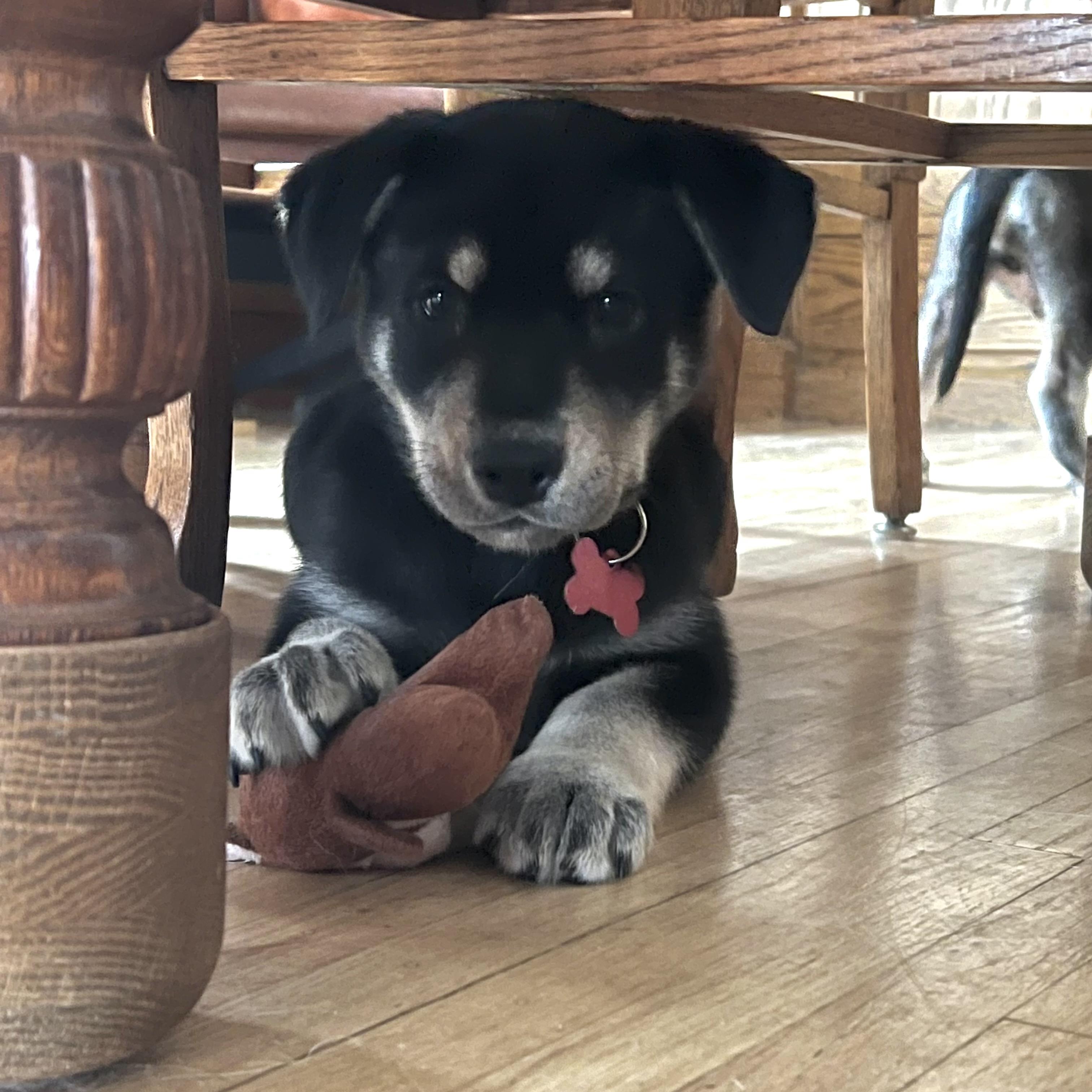 Enlarge Amelia Erhart, a ADOPTABLE mixed breed in Prior Lake, MN image 2/6