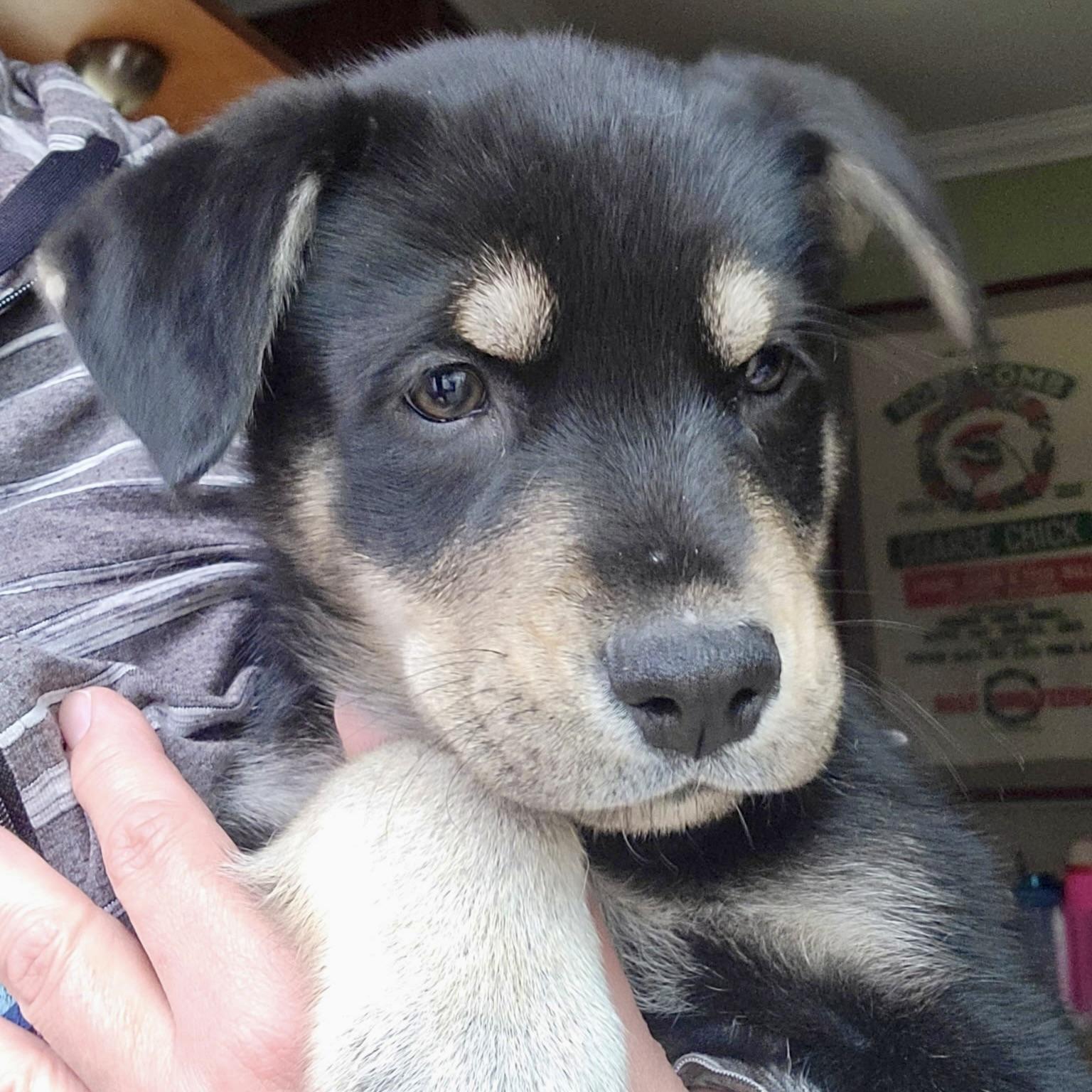 Enlarge Amelia Erhart, a ADOPTABLE mixed breed in Prior Lake, MN image 5/6