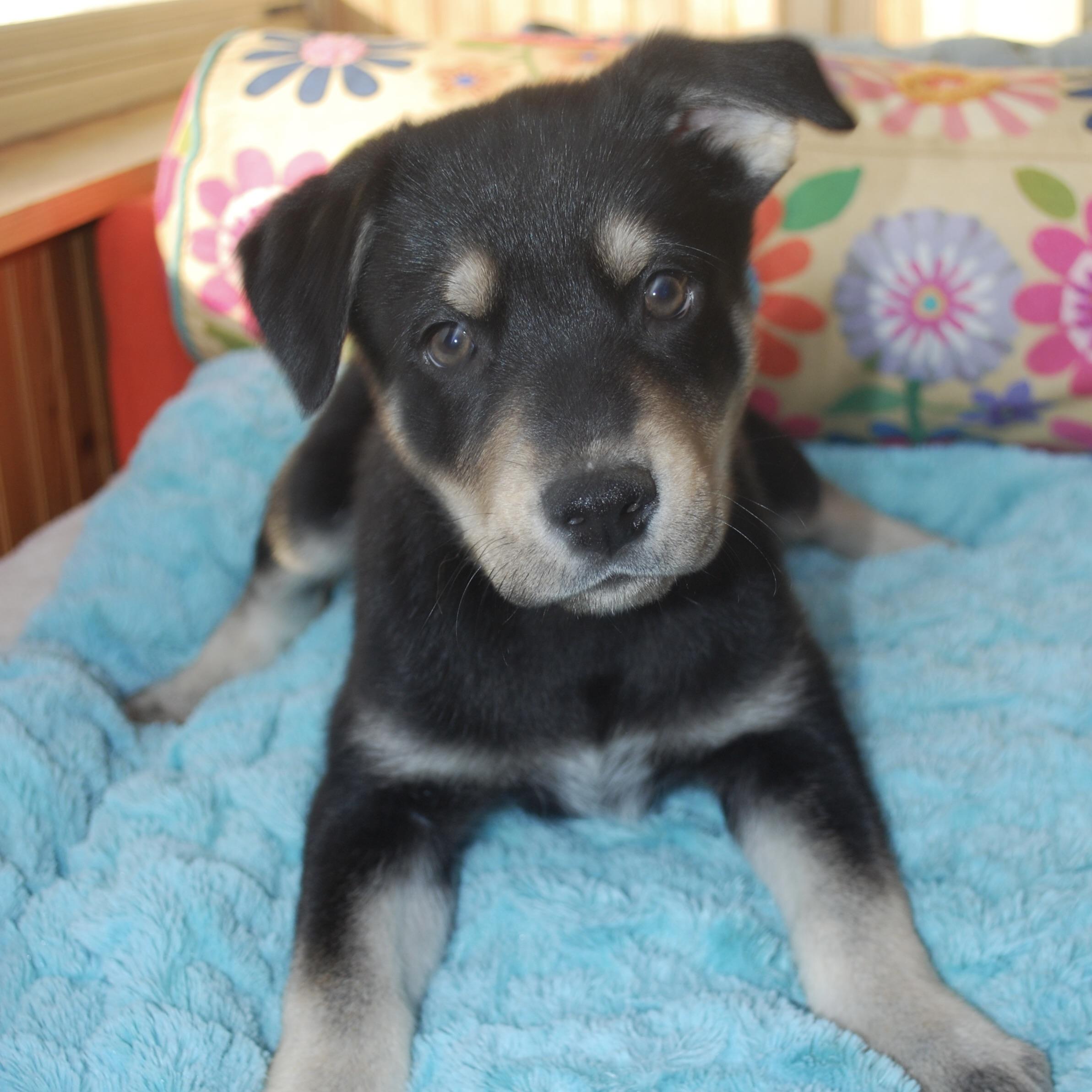 Enlarge Amelia Erhart, a ADOPTABLE mixed breed in Prior Lake, MN image 3/6