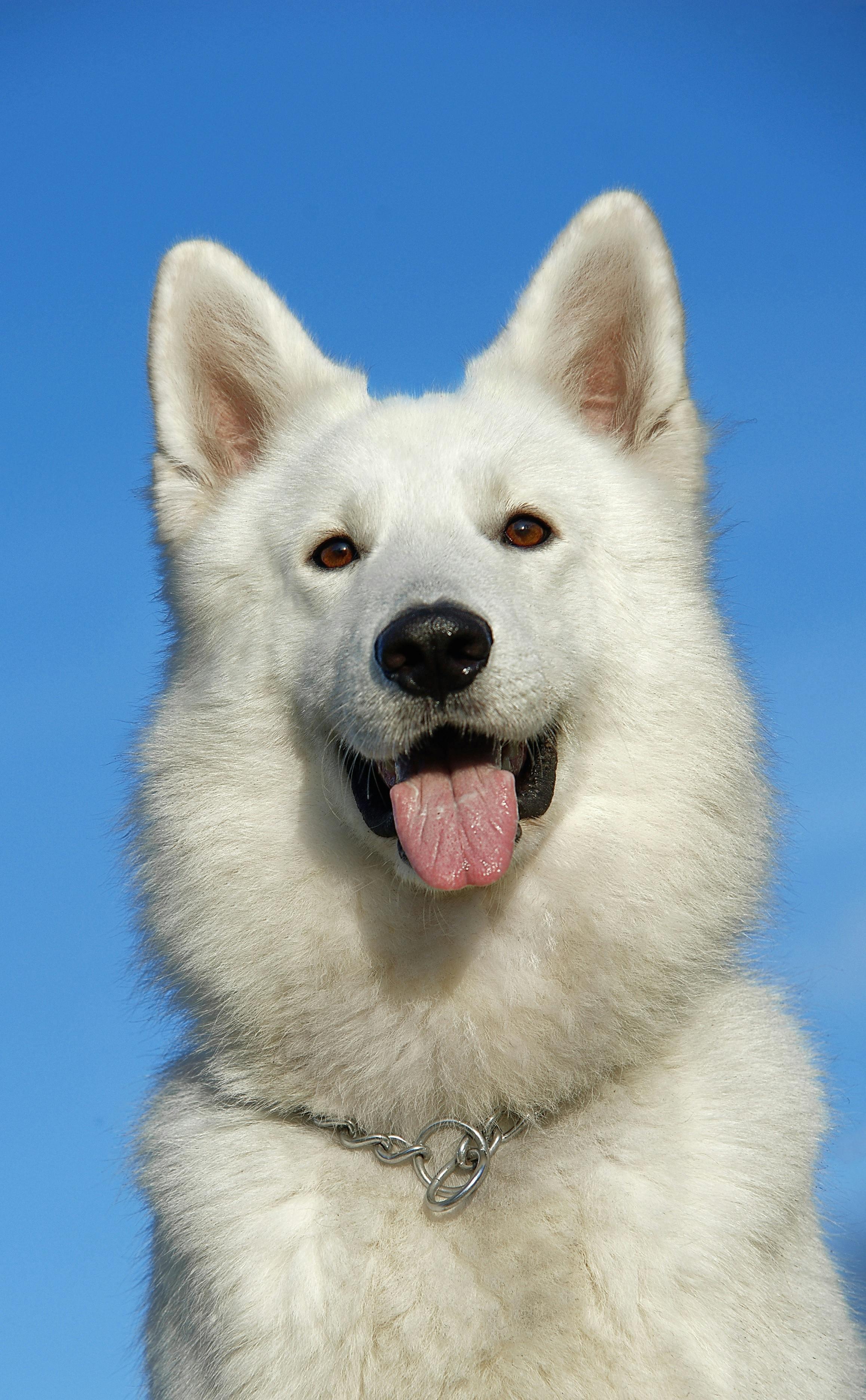 Bobbi-Test pet, not for adoption, Adoptable, Young Female Alaskan Malamute.