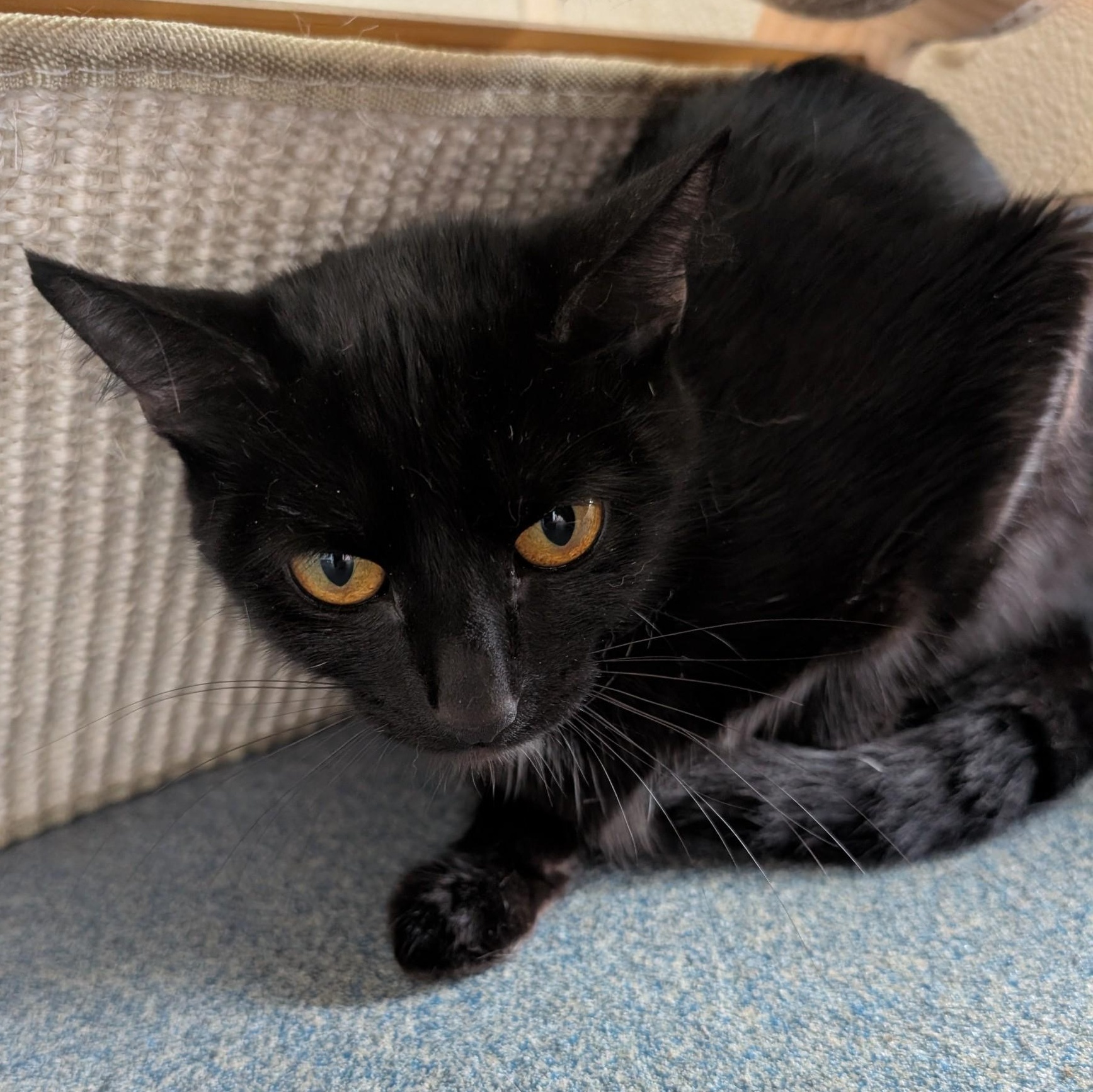 Enlarge Paisley, a ADOPTABLE Domestic Short Hair in Suffolk, VA image 1/2