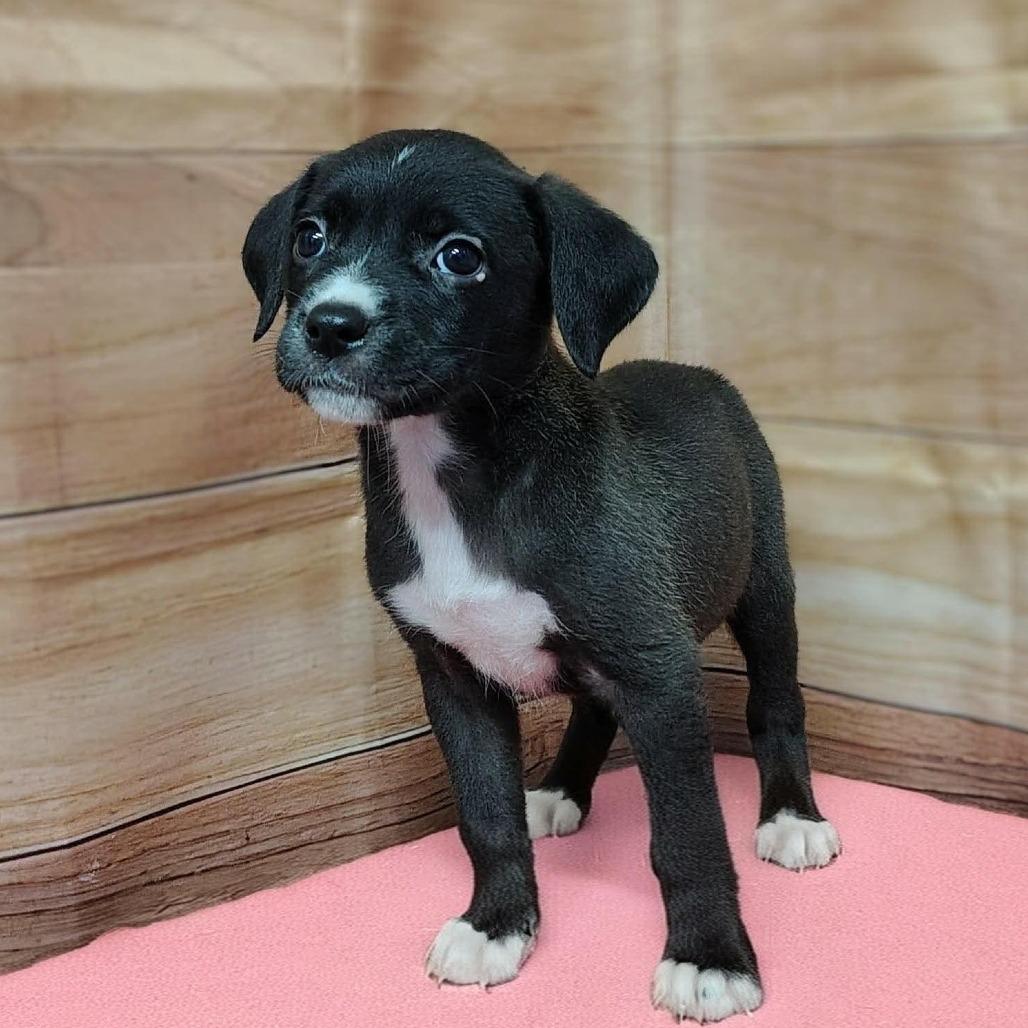 Jazzy, Adoptable, Puppy Female Labrador Retriever & Mixed Breed.
