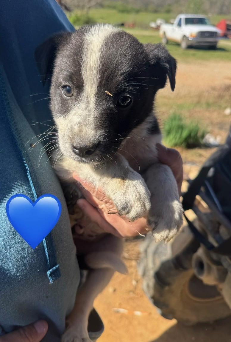 Enlarge Peeps, a Adoptable mixed breed in Evergreen, CO image 3/5