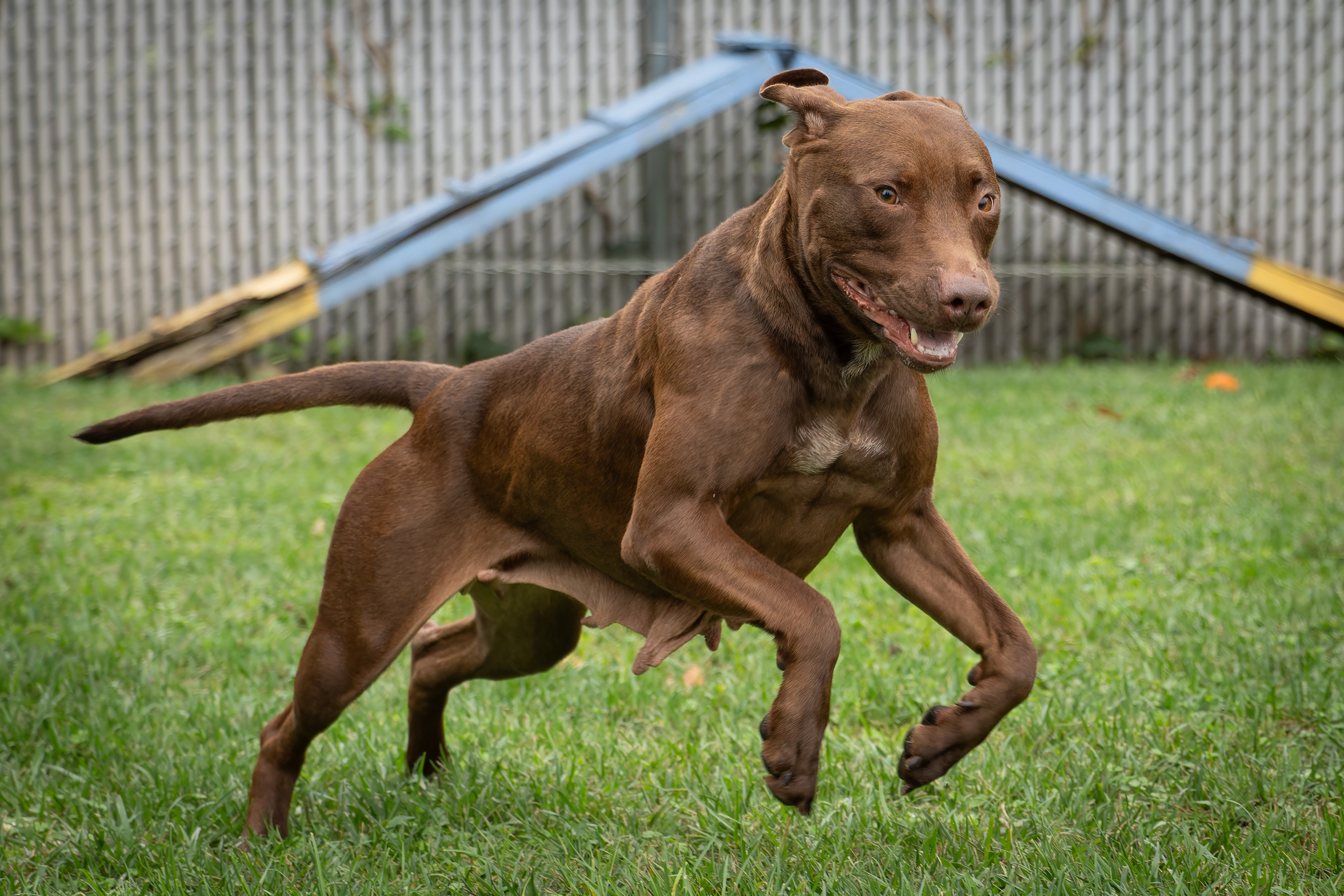 Chocolate Apbt Chocolate Colored Pitbull Clearance