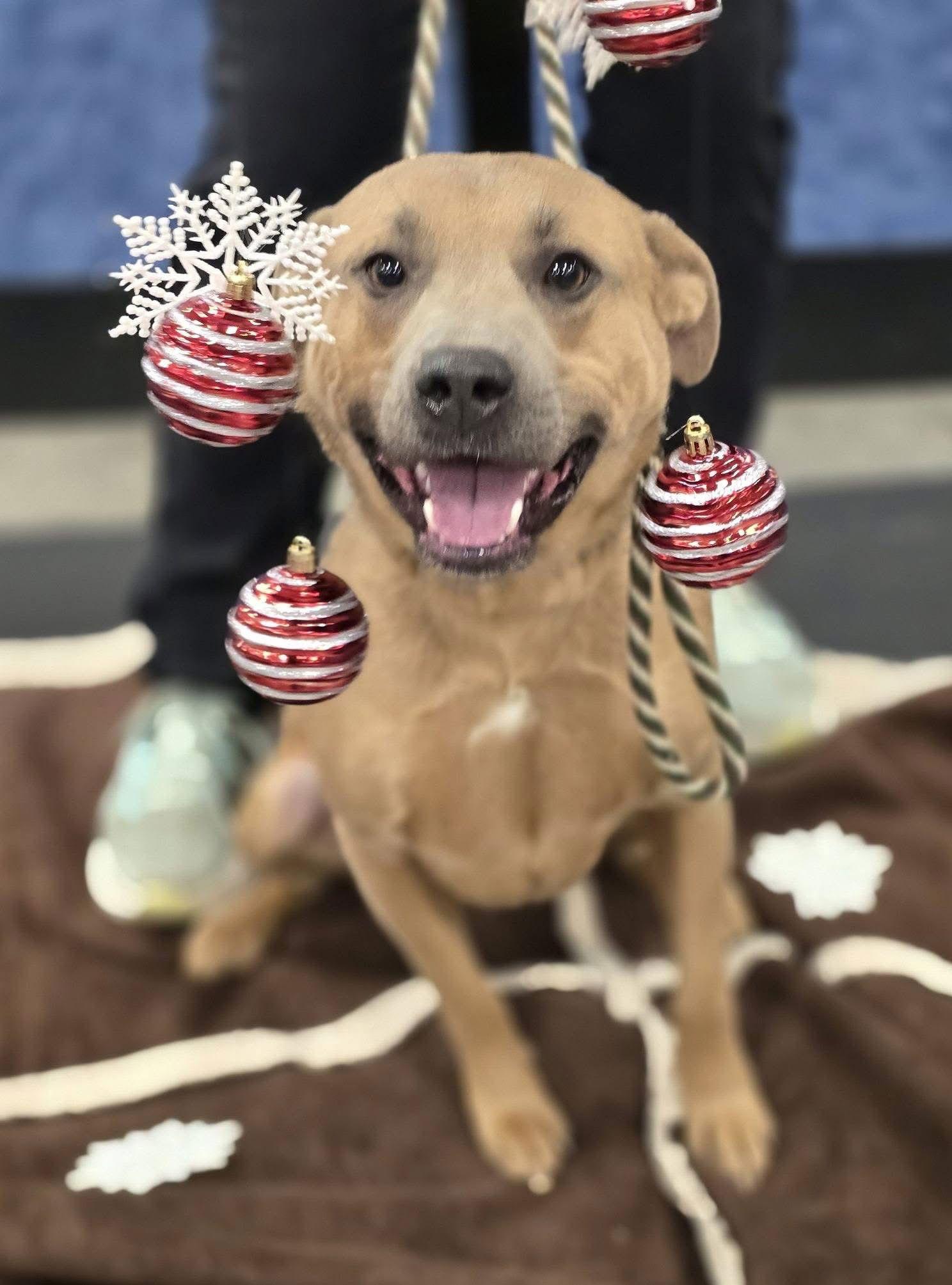 Kenry, Adoptable, Adult Male Shepherd.