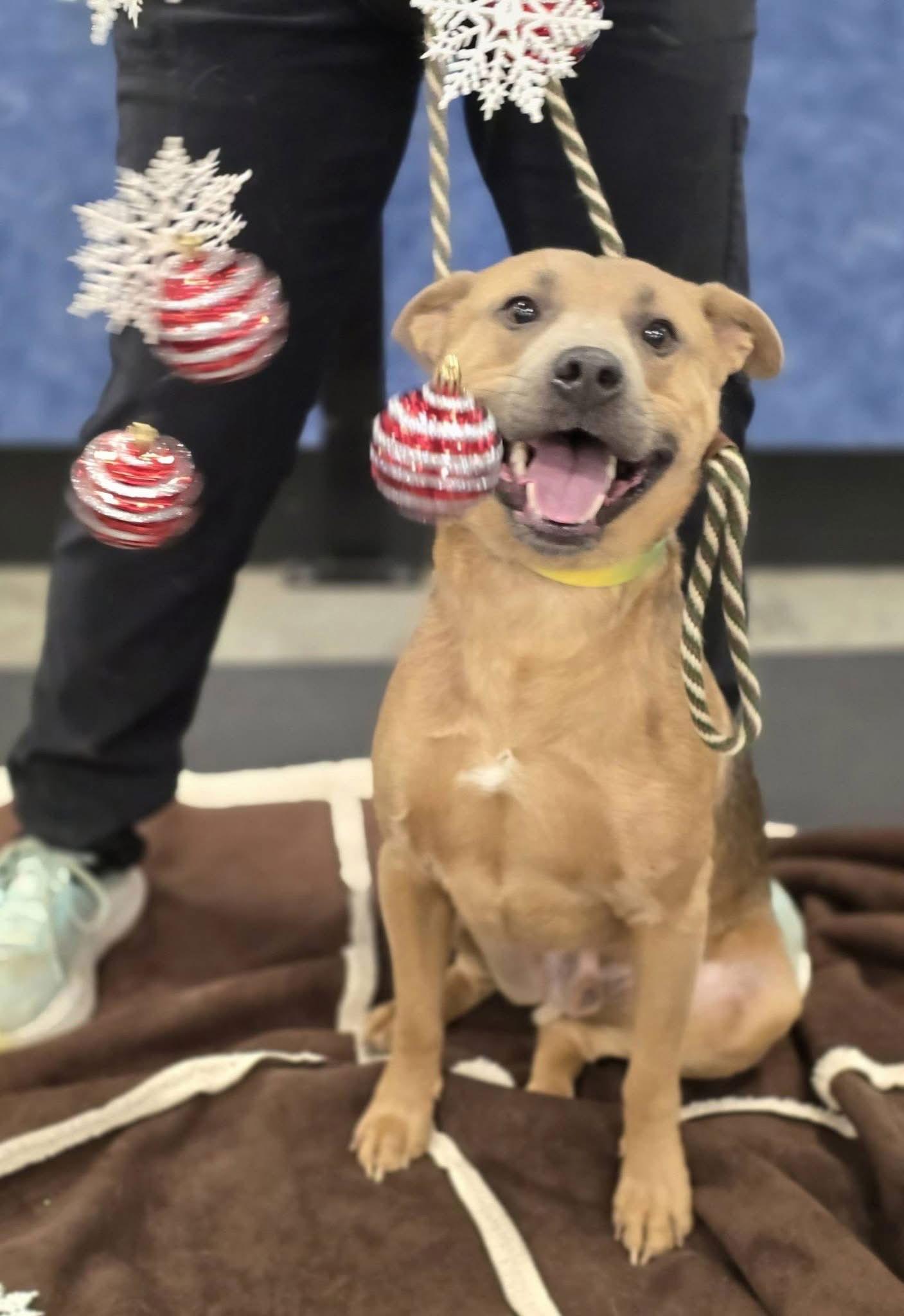 Kenry, a Adoptable Shepherd in St. Louis, MO image 2/3