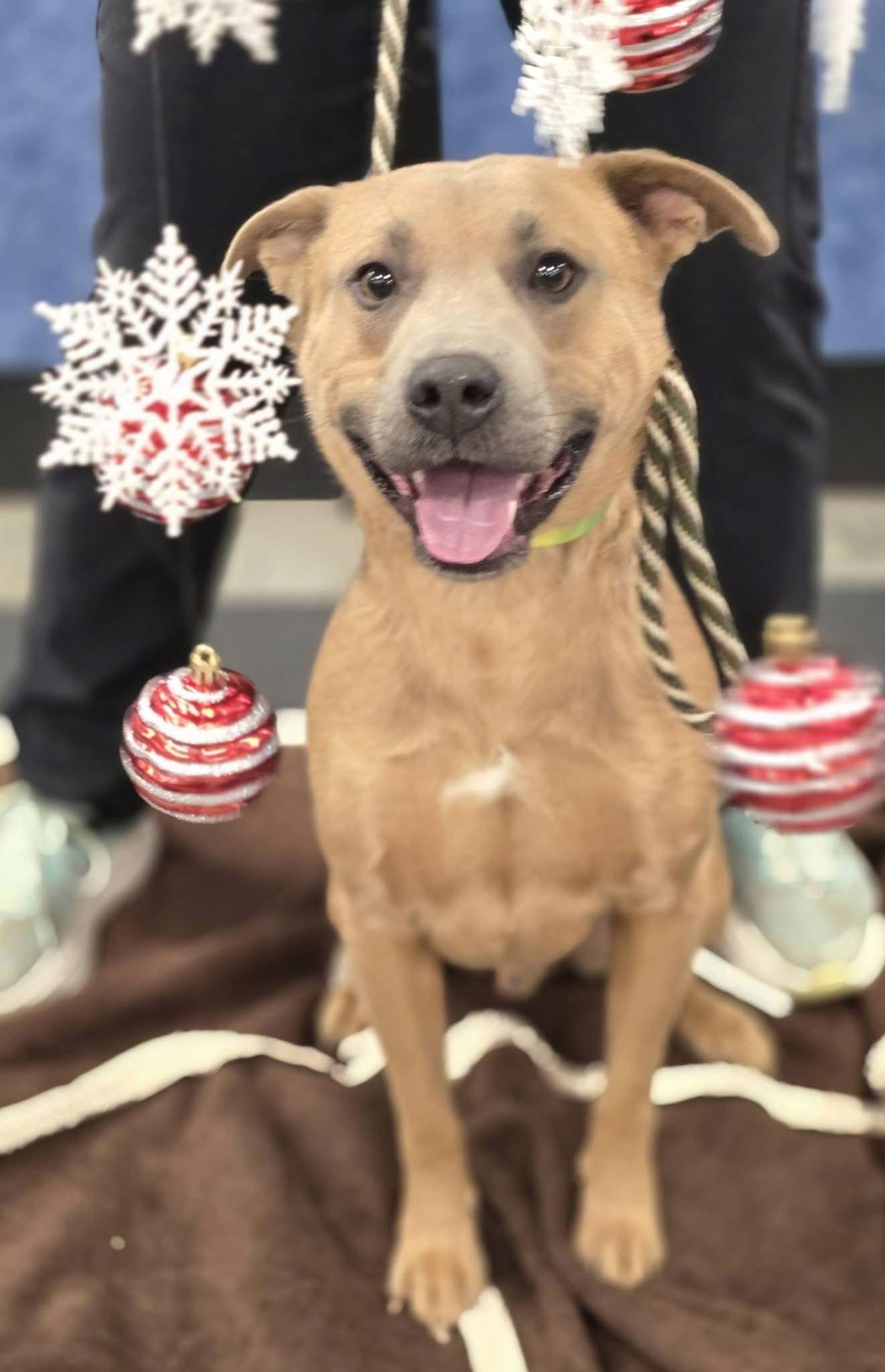 Kenry, a Adoptable Shepherd in St. Louis, MO image 3/3