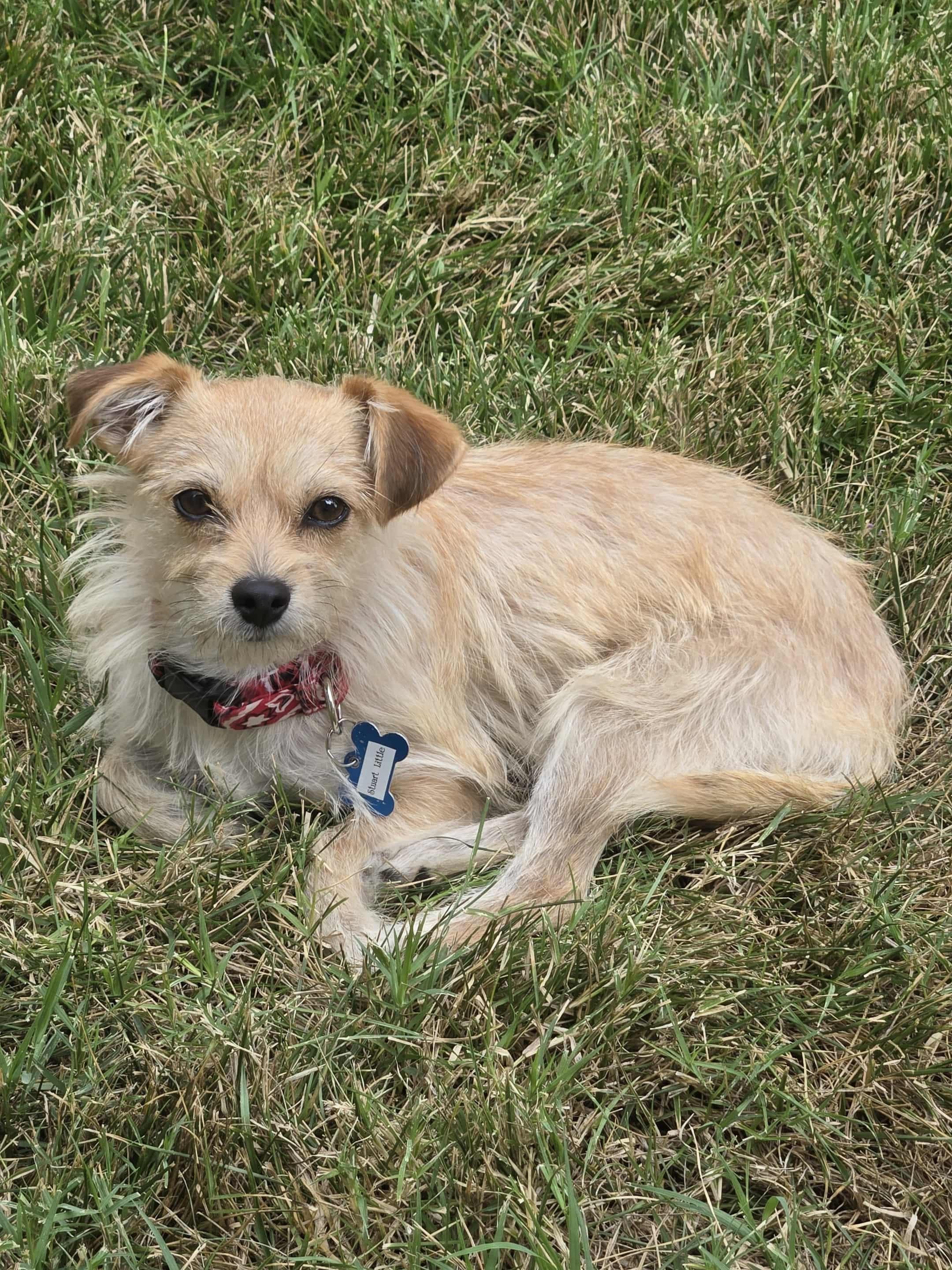 Enlarge Stuart Little!, a Adoptable mixed breed in Roseville, CA image 1/4
