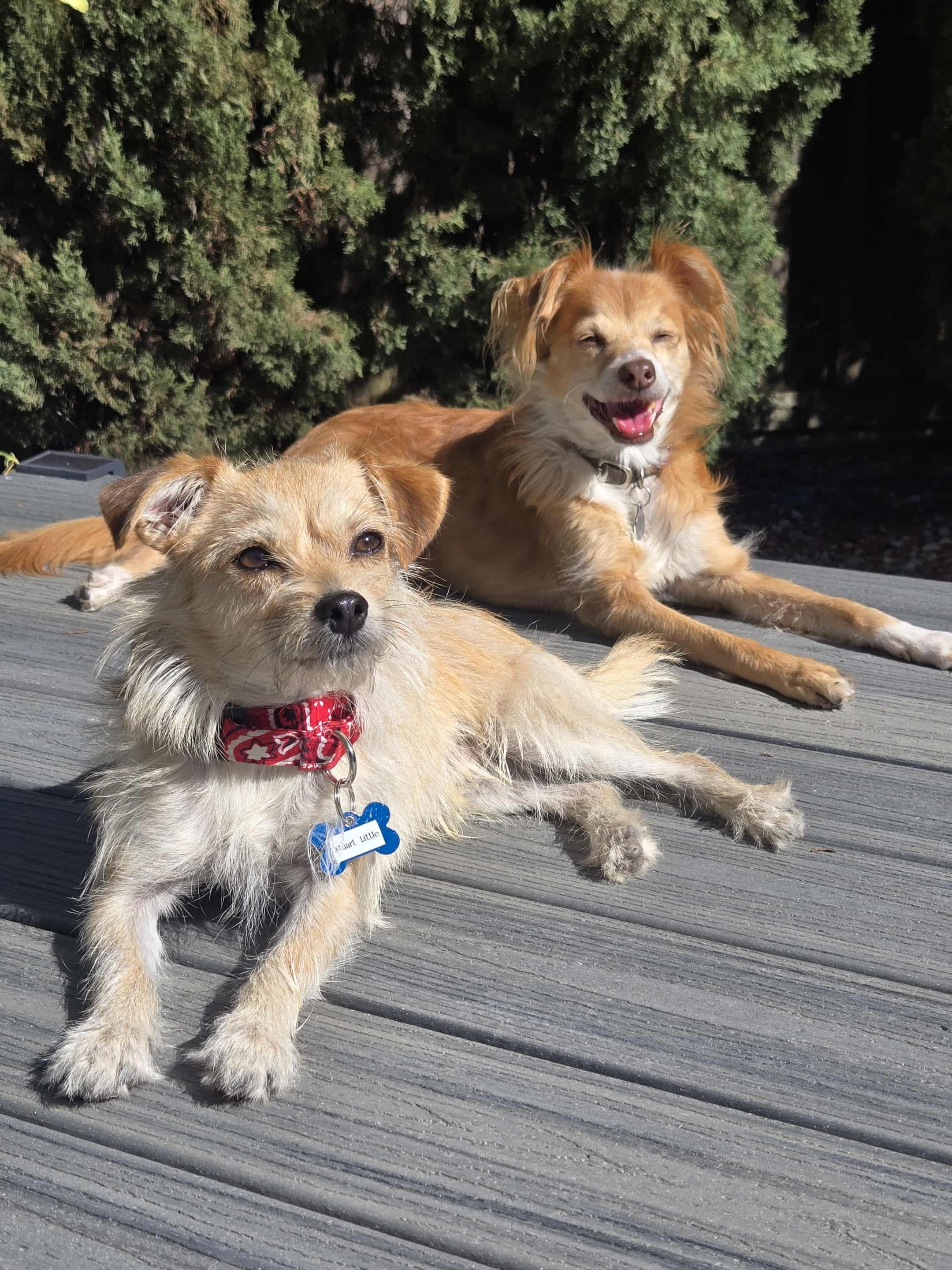 Enlarge Stuart Little!, a Adoptable mixed breed in Roseville, CA image 2/4