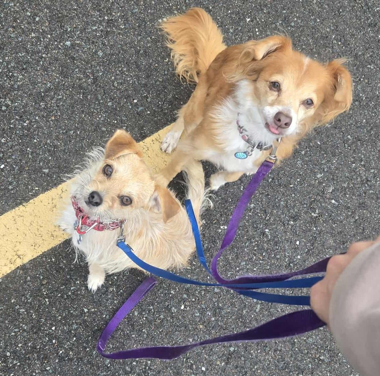 Enlarge Stuart Little!, a Adoptable mixed breed in Roseville, CA image 3/4