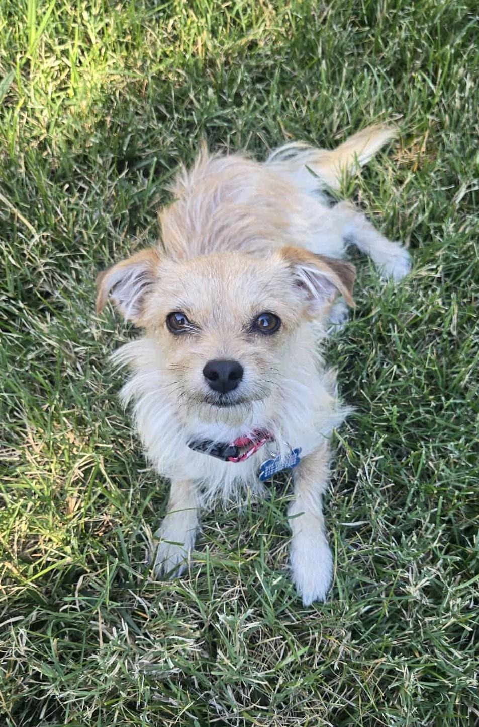 Enlarge Stuart Little!, a Adoptable mixed breed in Roseville, CA image 4/4