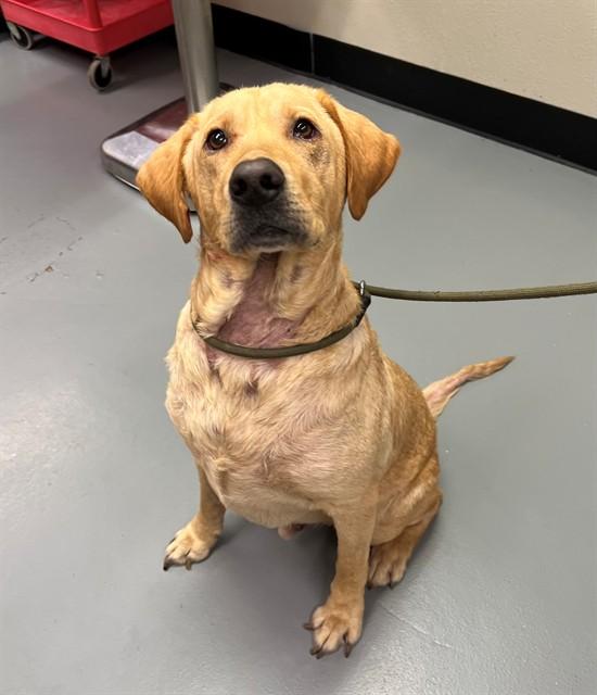 Casey, ADOPTABLE, Adult Male Labrador Retriever.