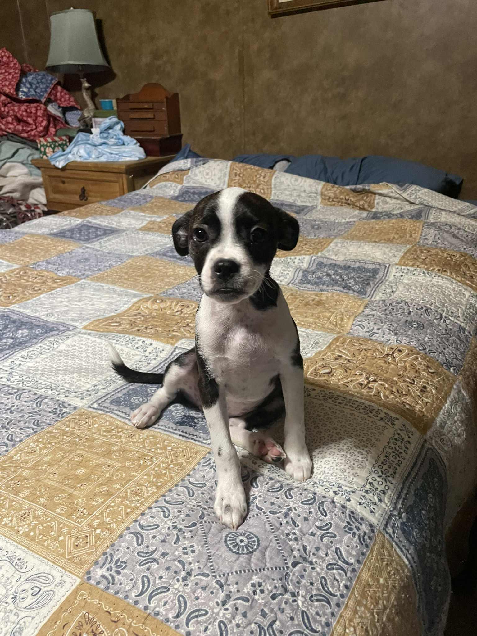 Dixie
