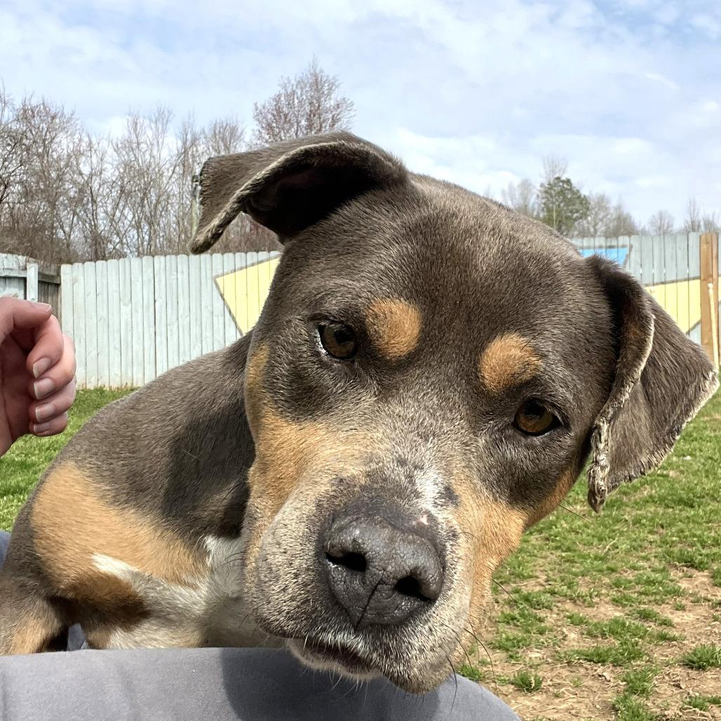 Madi, Adoptable, Adult Female Pit Bull Terrier & Mixed Breed.