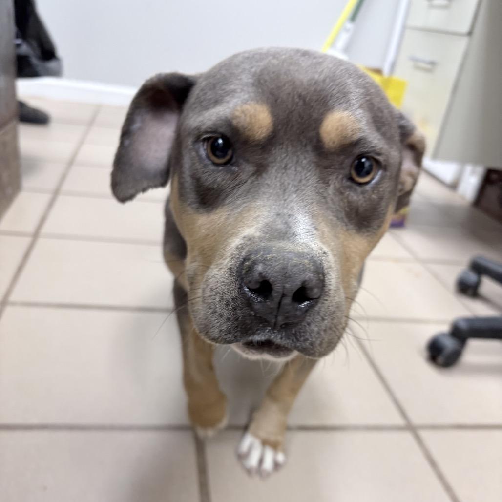 Enlarge Madi, a Adoptable mixed breed in Starkville, MS image 1/1