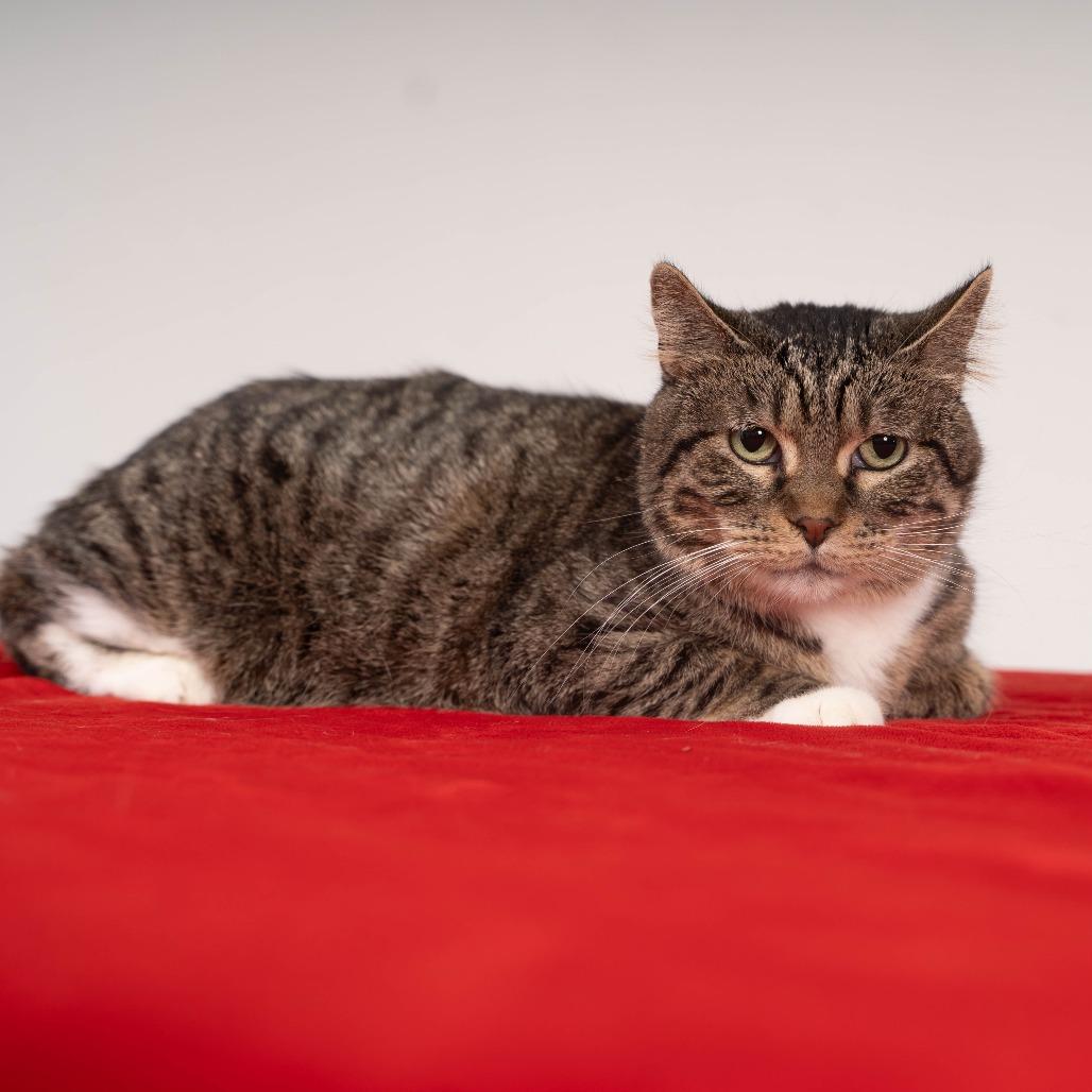 Roo, Adoptable, Adult Female Domestic Short Hair.