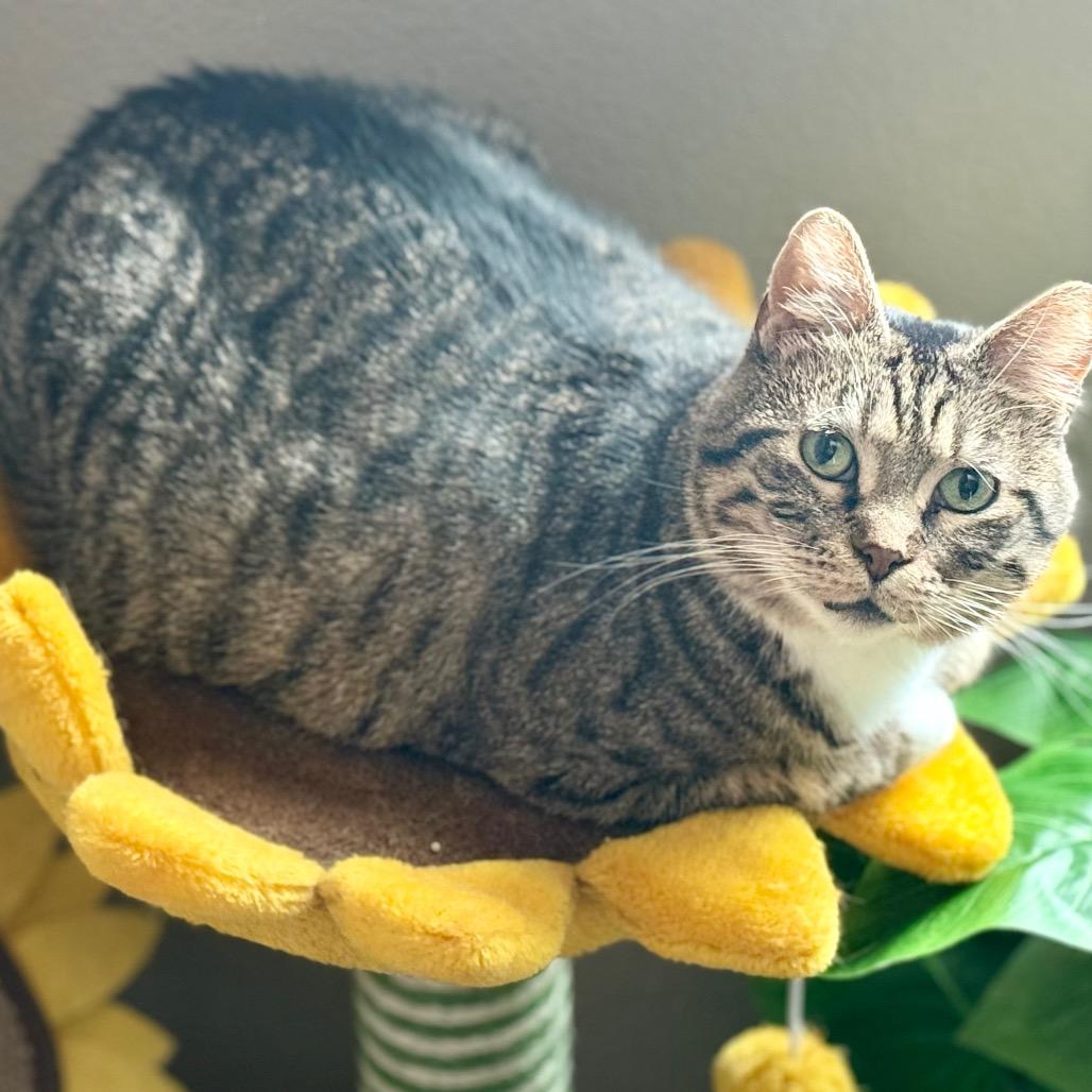 Enlarge Roo, a Adoptable Domestic Short Hair in Sioux Falls, SD image 2/6