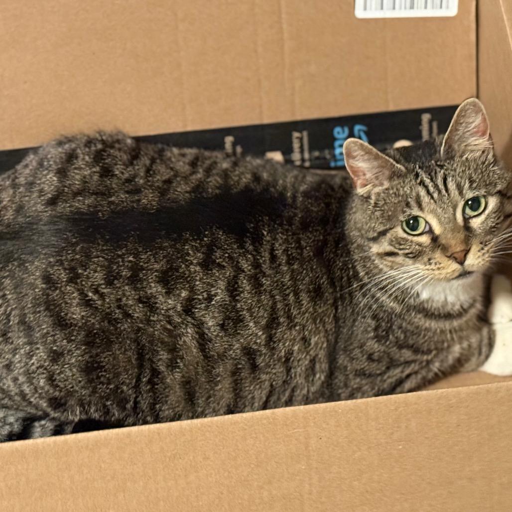 Roo, Adoptable, Adult Female Domestic Short Hair.