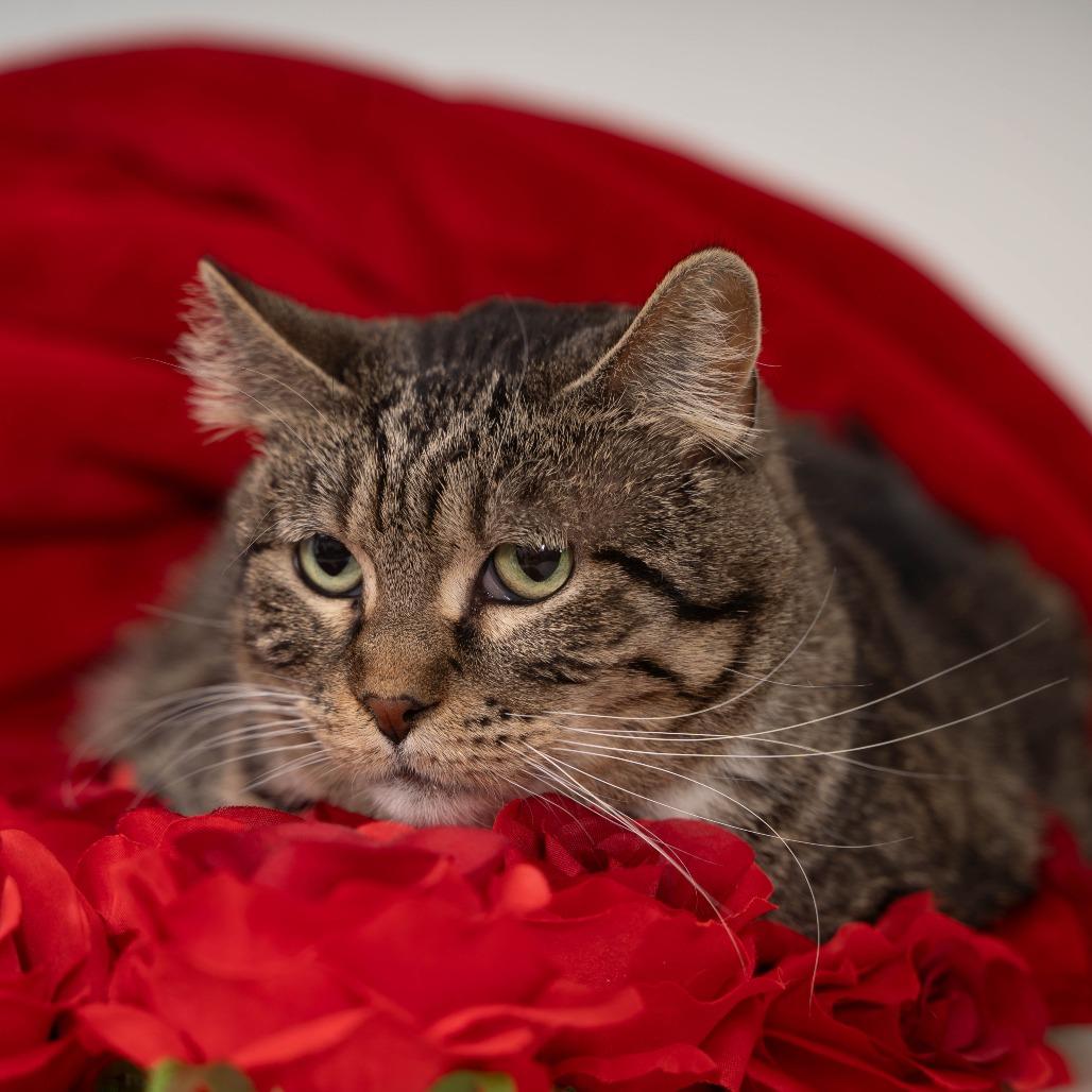 Enlarge Roo, a Adoptable Domestic Short Hair in Sioux Falls, SD image 3/6