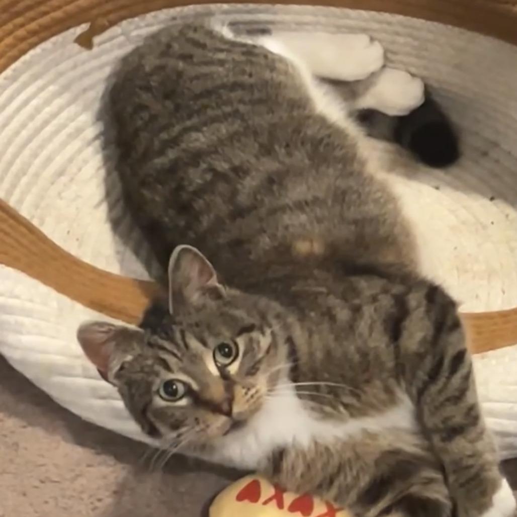 Enlarge Roo, a Adoptable Domestic Short Hair in Sioux Falls, SD image 2/6