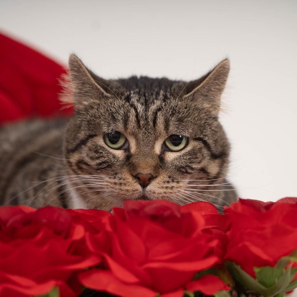 Enlarge Roo, a Adoptable Domestic Short Hair in Sioux Falls, SD image 4/6