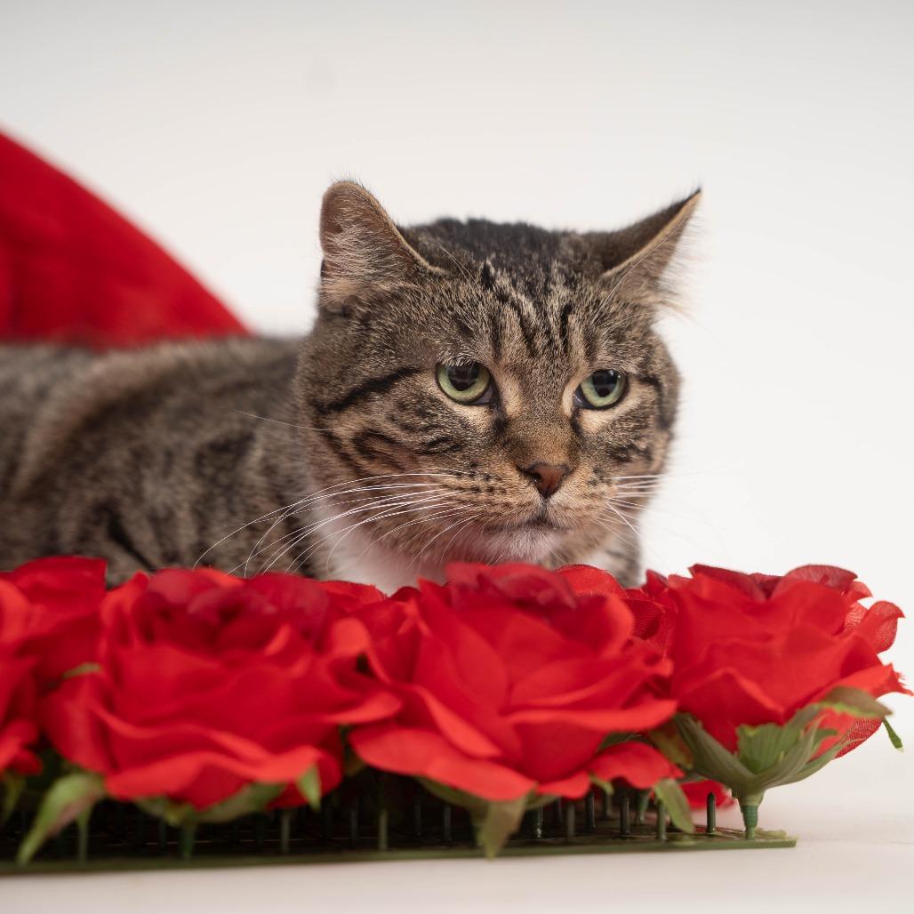 Enlarge Roo, a Adoptable Domestic Short Hair in Sioux Falls, SD image 6/6