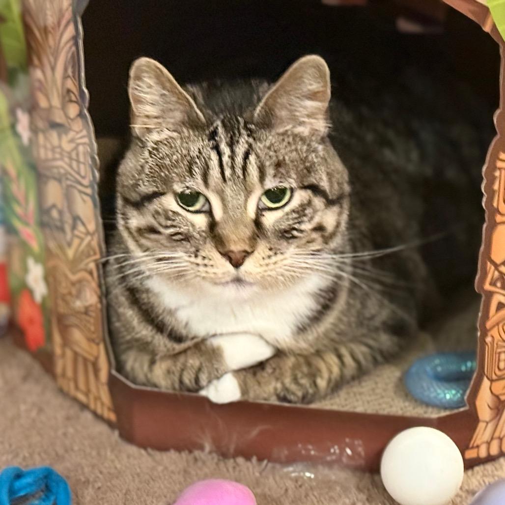 Enlarge Roo, a Adoptable Domestic Short Hair in Sioux Falls, SD image 5/6