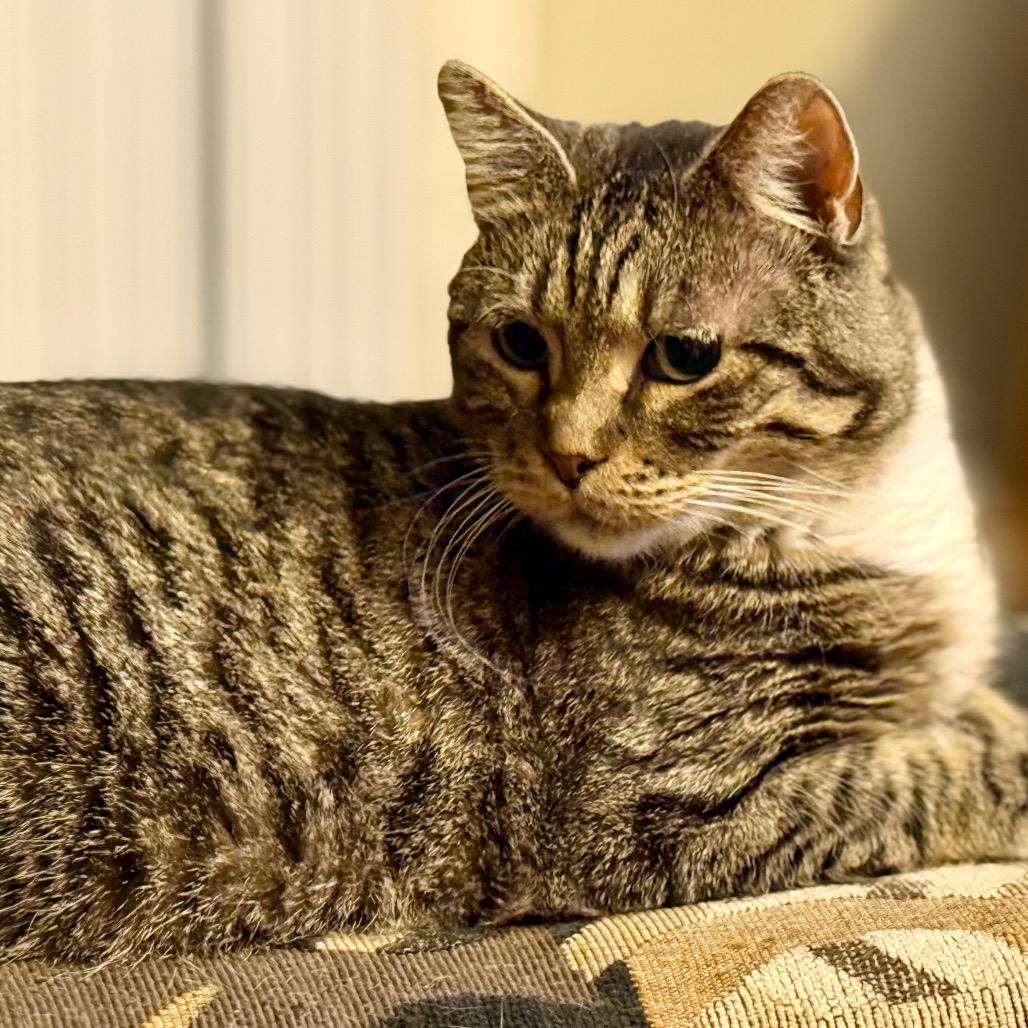 Enlarge Roo, a Adoptable Domestic Short Hair in Sioux Falls, SD image 6/6