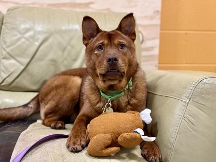 Houston, ADOPTABLE, Adult Male Chow Chow.