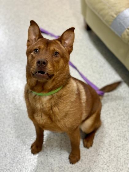 Houston, a ADOPTABLE mixed breed in Downers Grove, IL image 3/3