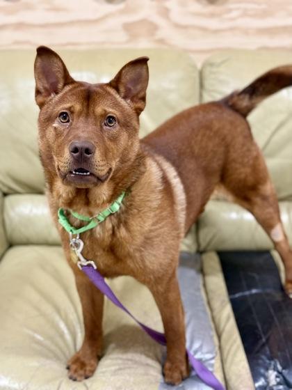 Houston, a ADOPTABLE mixed breed in Downers Grove, IL image 2/3