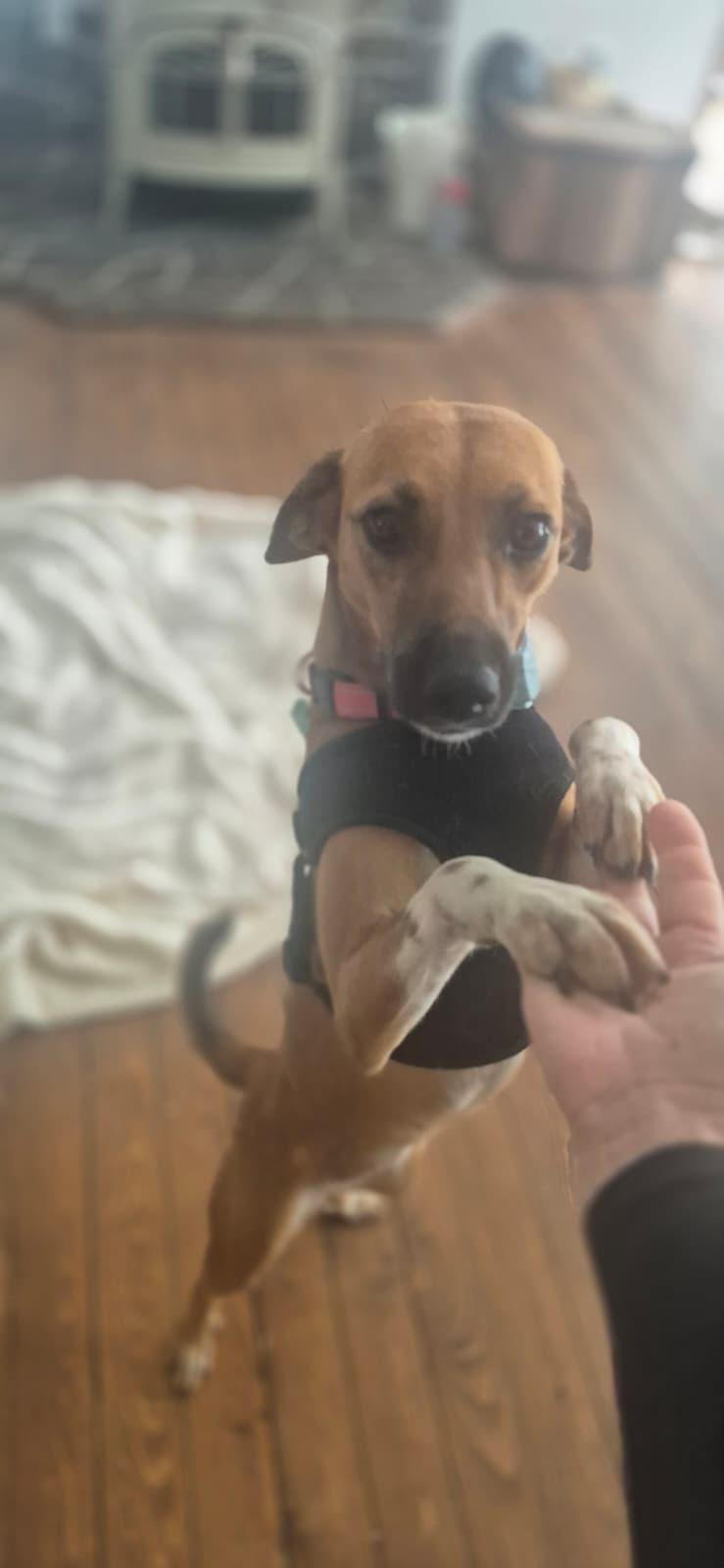 Socks, Adoptable, Adult Female Labrador Retriever & Hound.