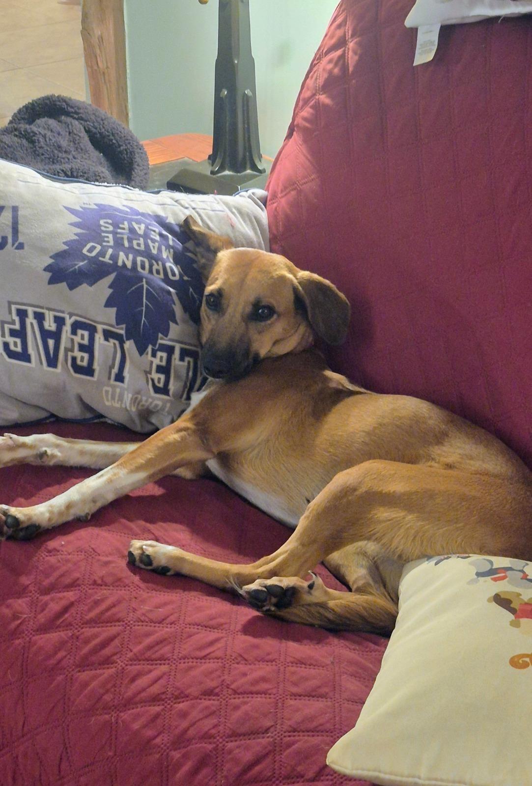 Enlarge Socks, a Adoptable mixed breed in Erin, ON image 2/6