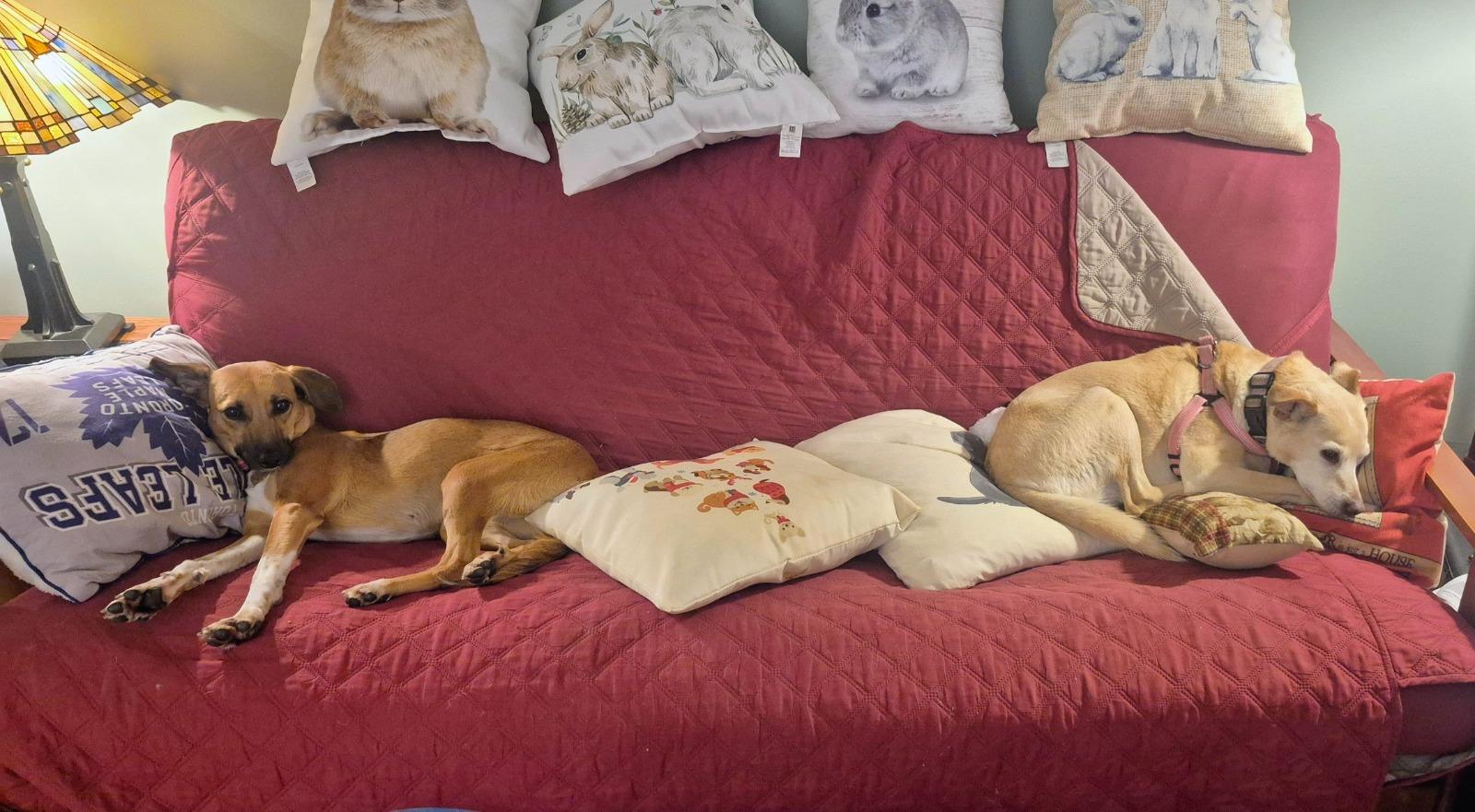 Enlarge Socks, a Adoptable mixed breed in Erin, ON image 3/6