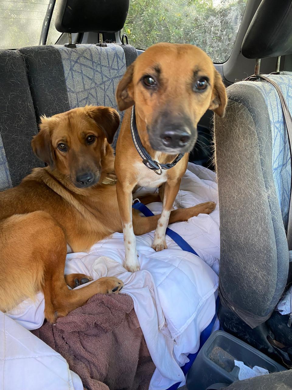 Enlarge Socks, a Adoptable mixed breed in Erin, ON image 4/6