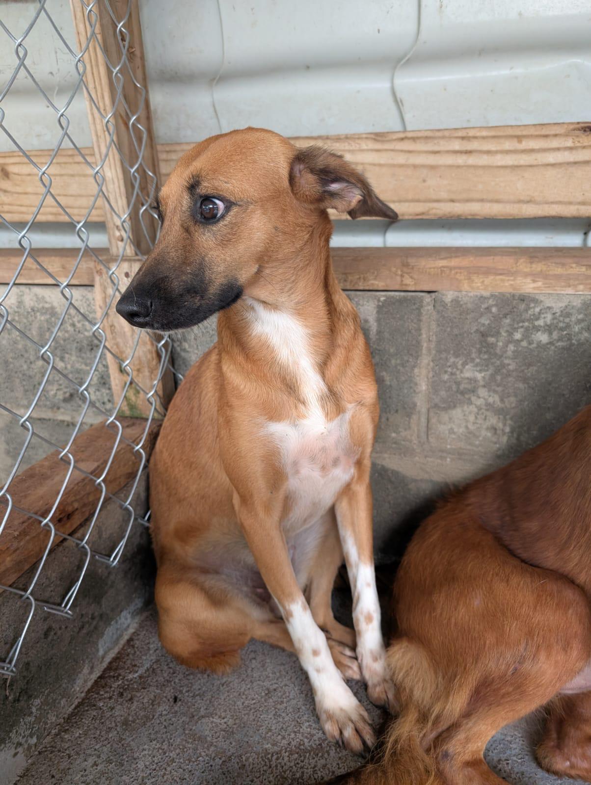 Enlarge Socks, a Adoptable mixed breed in Erin, ON image 5/6