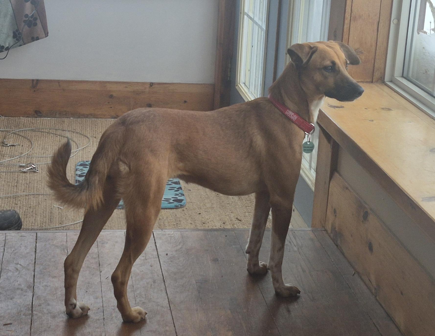 Enlarge Socks, a Adoptable mixed breed in Erin, ON image 6/6