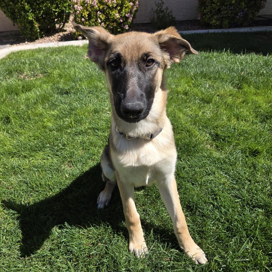 Enlarge Xena, a Adoptable German Shepherd Dog in Las Vegas, NV image 1/2