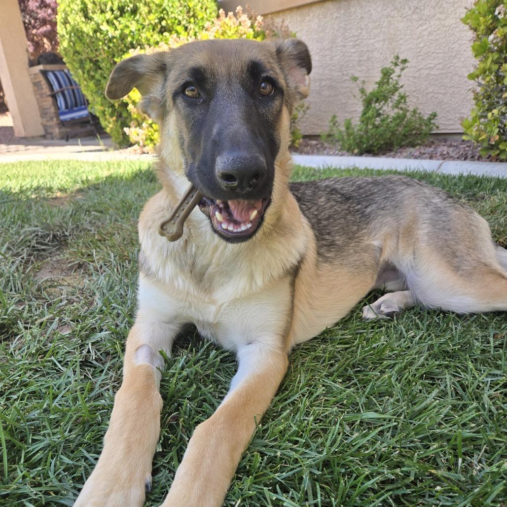 Enlarge Xena, a Adoptable German Shepherd Dog in Las Vegas, NV image 2/3