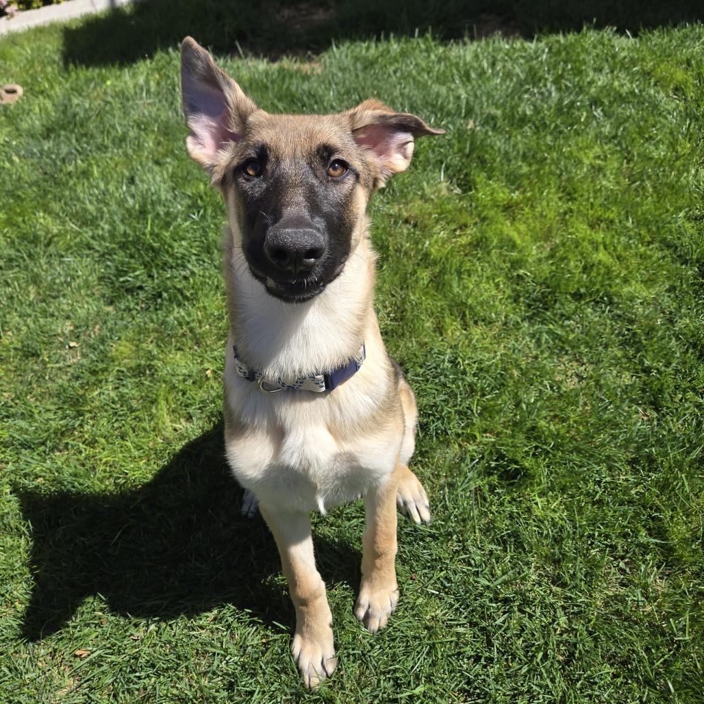 Enlarge Xena, a Adoptable German Shepherd Dog in Las Vegas, NV image 2/2