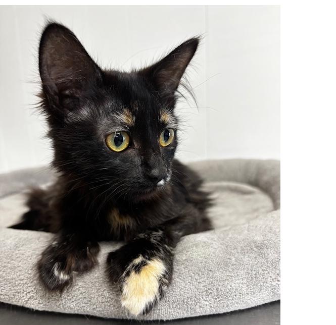 Orchid, Adoptable, Young Female Extra-Toes Cat / Hemingway Polydactyl & Tortoiseshell.