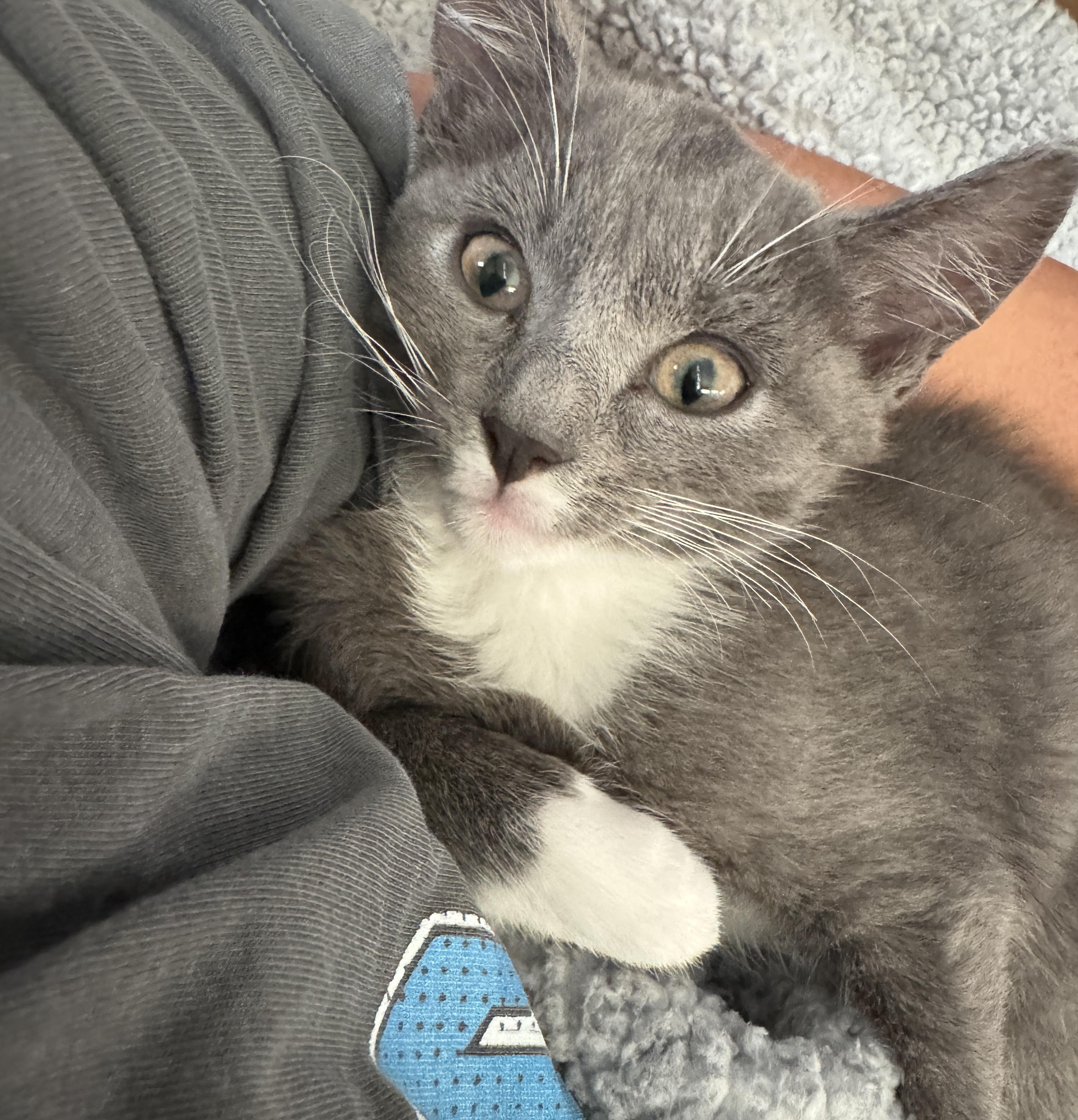 Patrick =^,^=