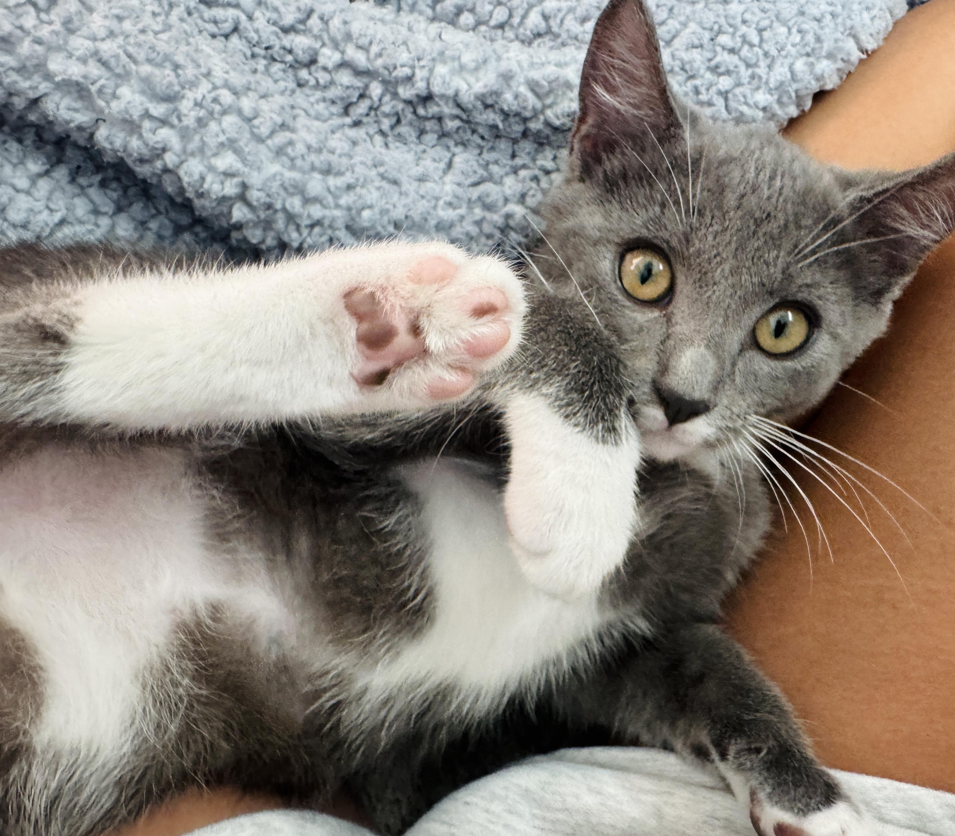 Patrick =^,^=