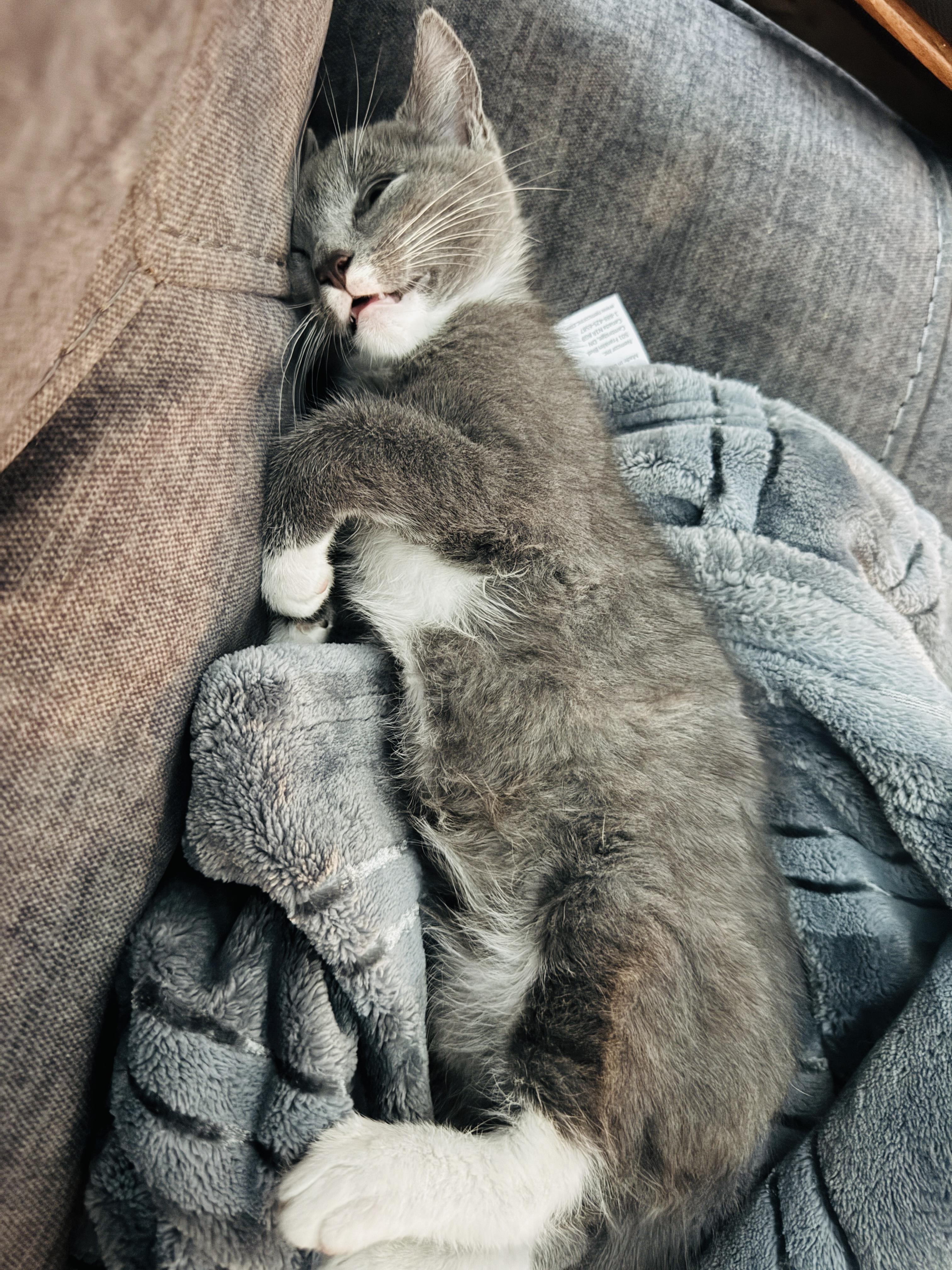 Patrick =^,^=