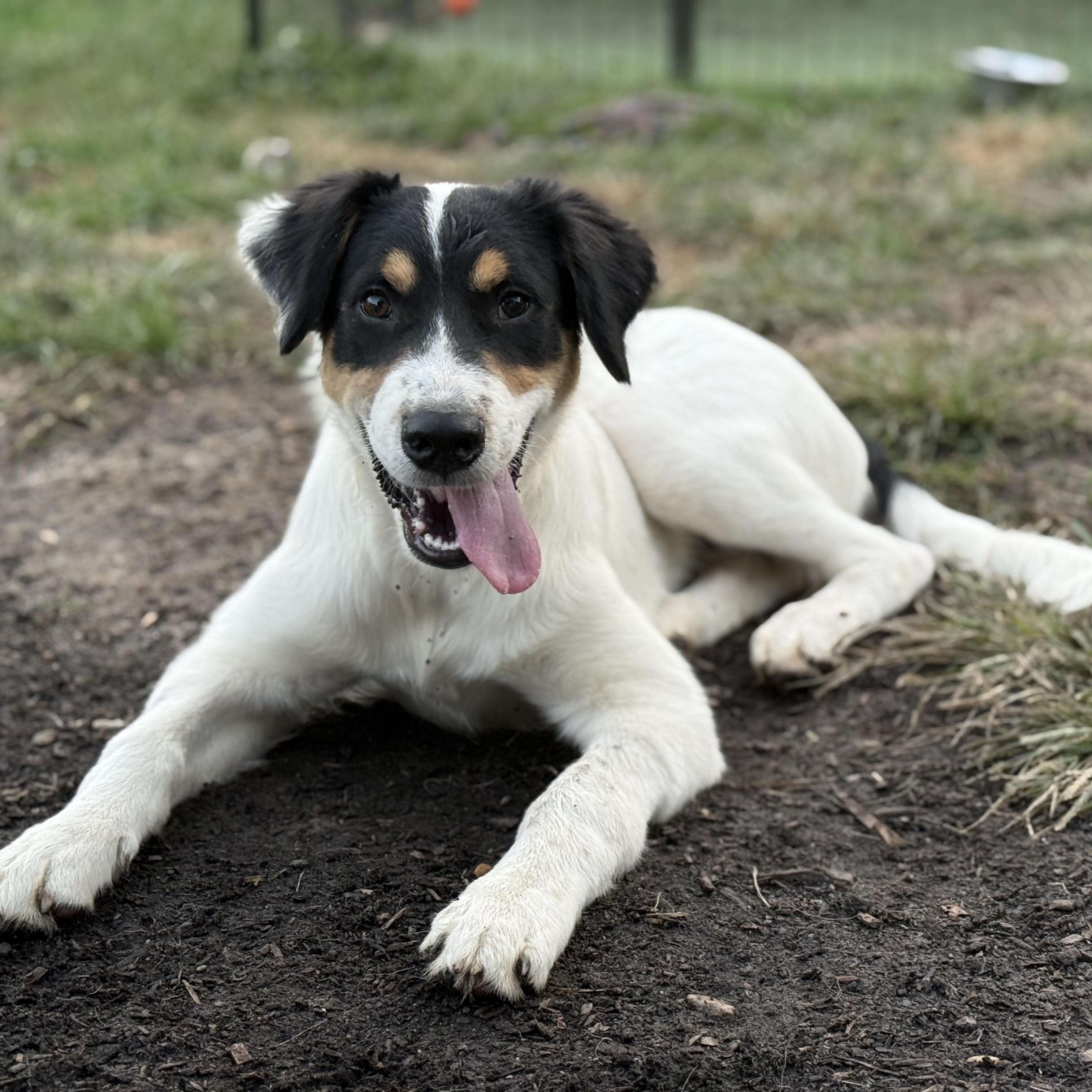 Enlarge Shem, a Adoptable mixed breed in Glenolden, PA image 2/6