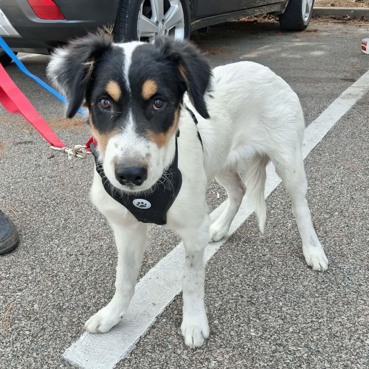 Enlarge Shem, a Adoptable mixed breed in Glenolden, PA image 6/6