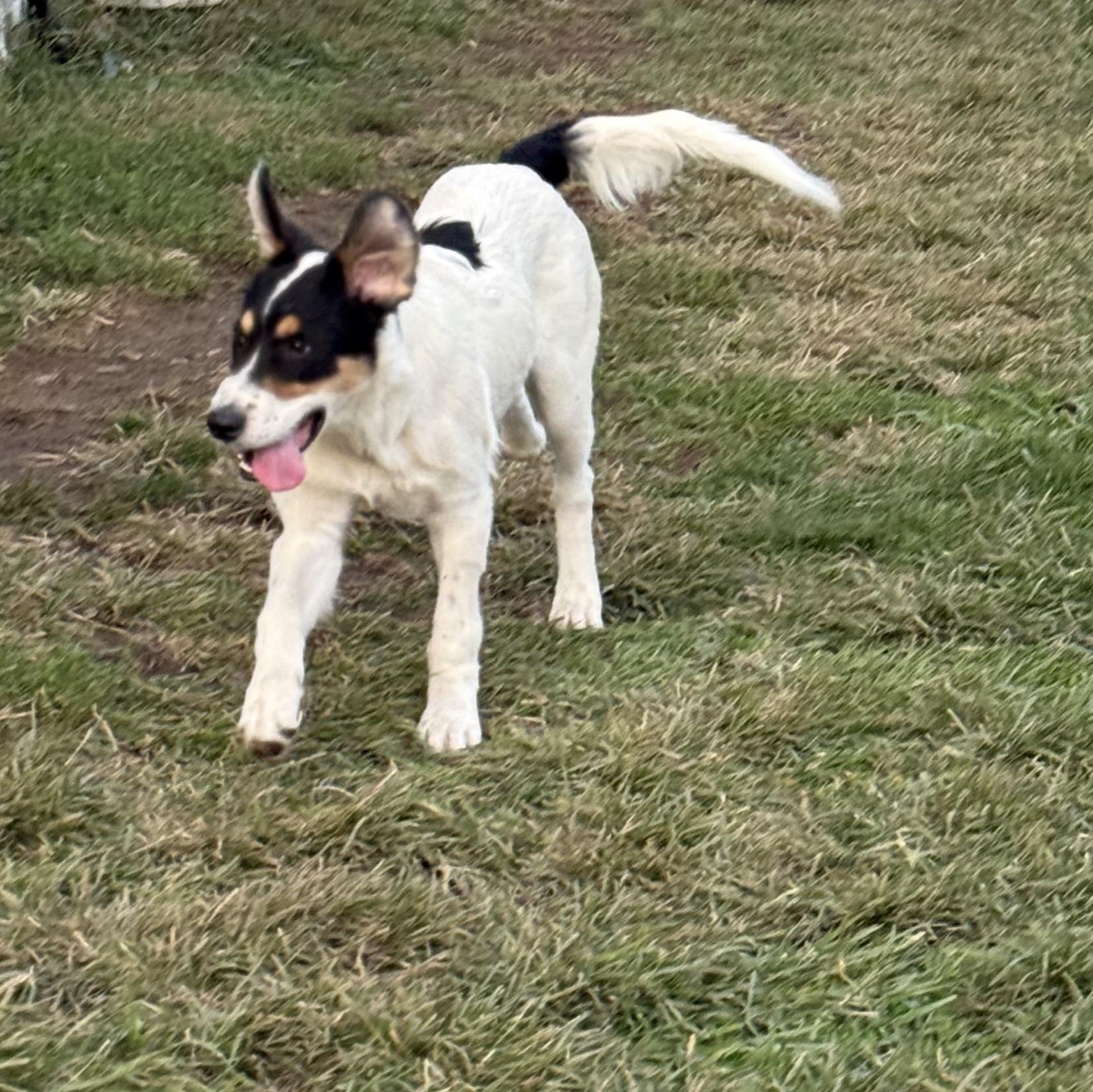 Enlarge Shem, a Adoptable mixed breed in Glenolden, PA image 4/6