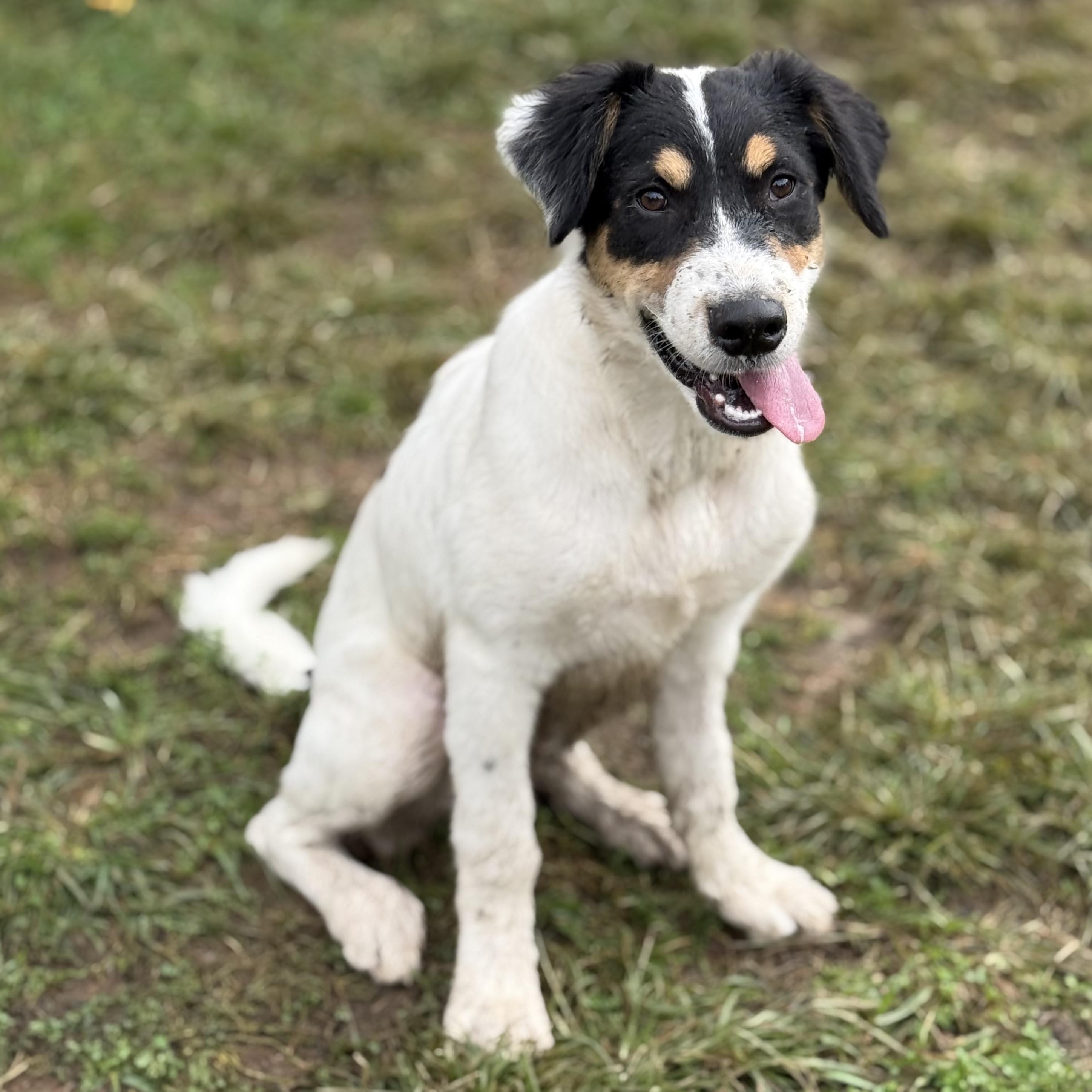 Enlarge Shem, a Adoptable mixed breed in Glenolden, PA image 3/6