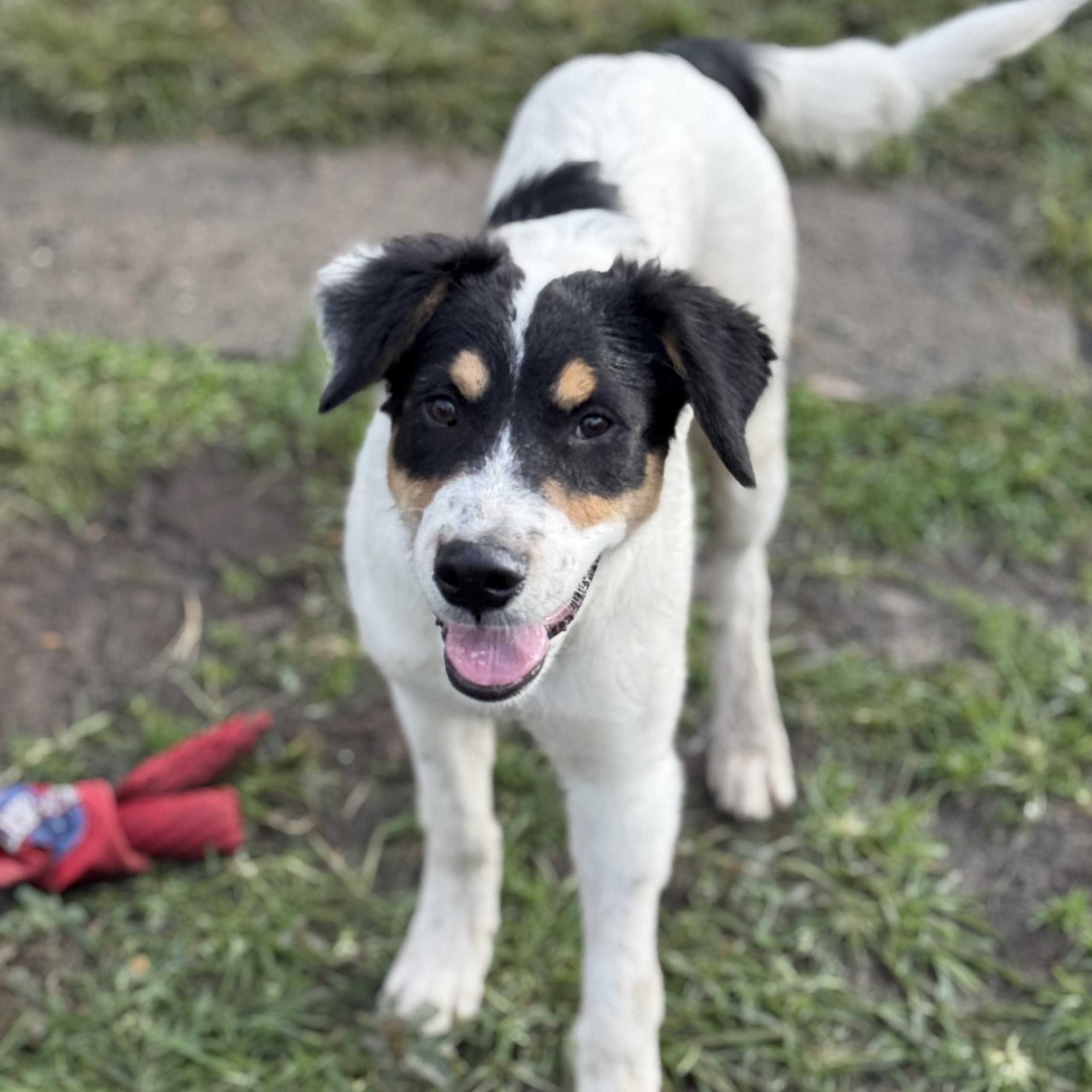 Enlarge Shem, a Adoptable mixed breed in Glenolden, PA image 1/6